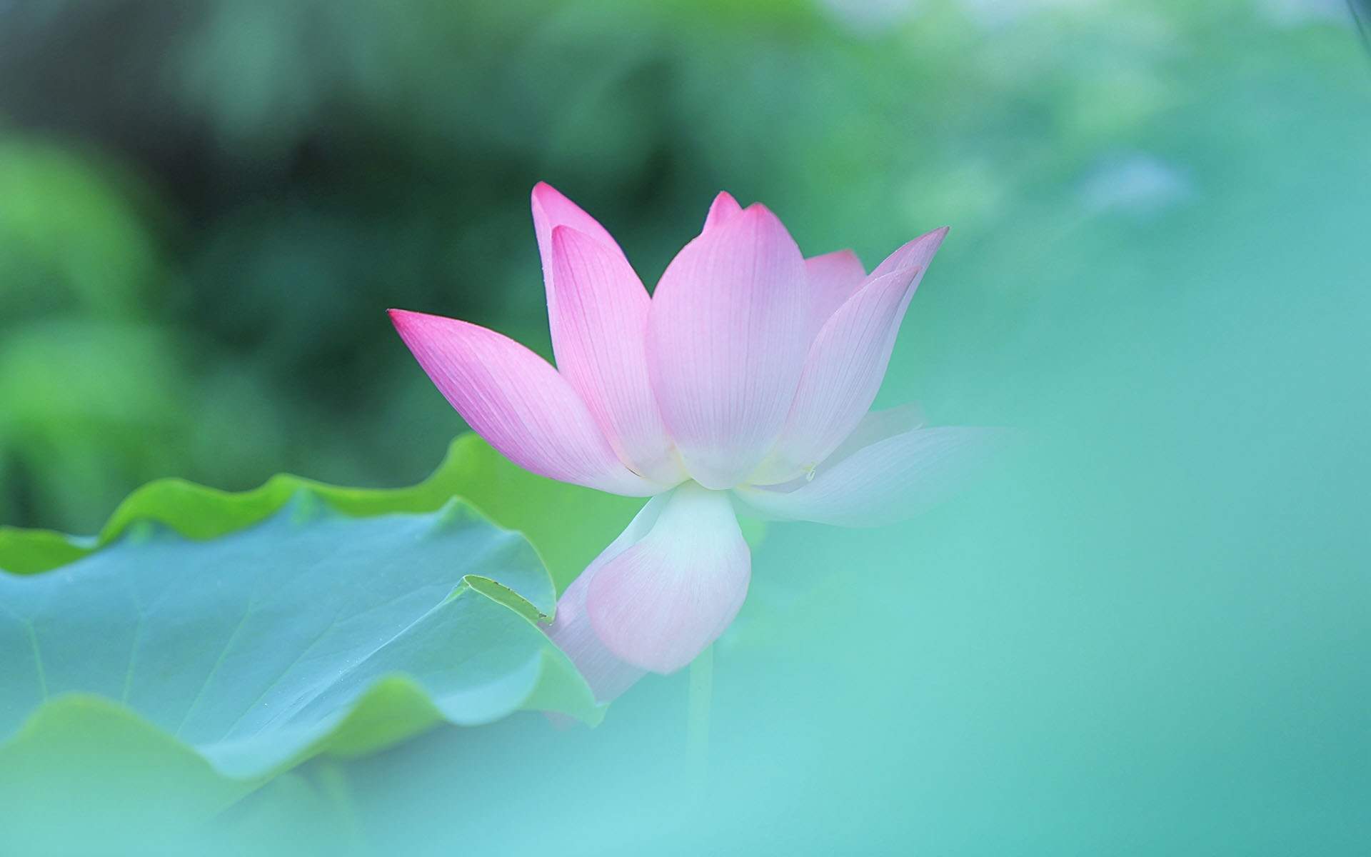 荷花图片图片