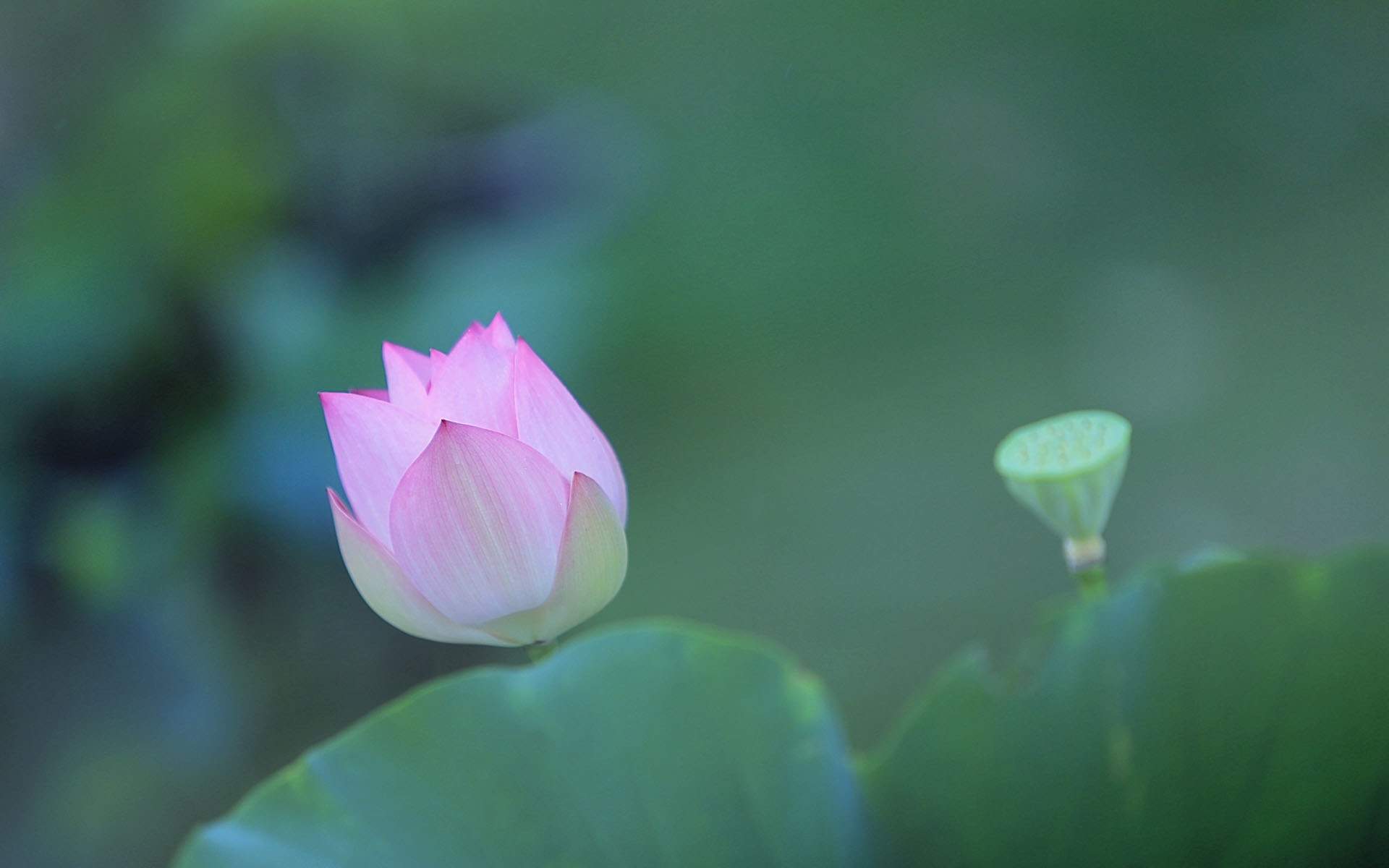 荷花图片图片