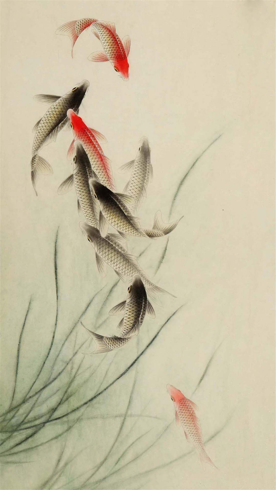 淡水鱼图片