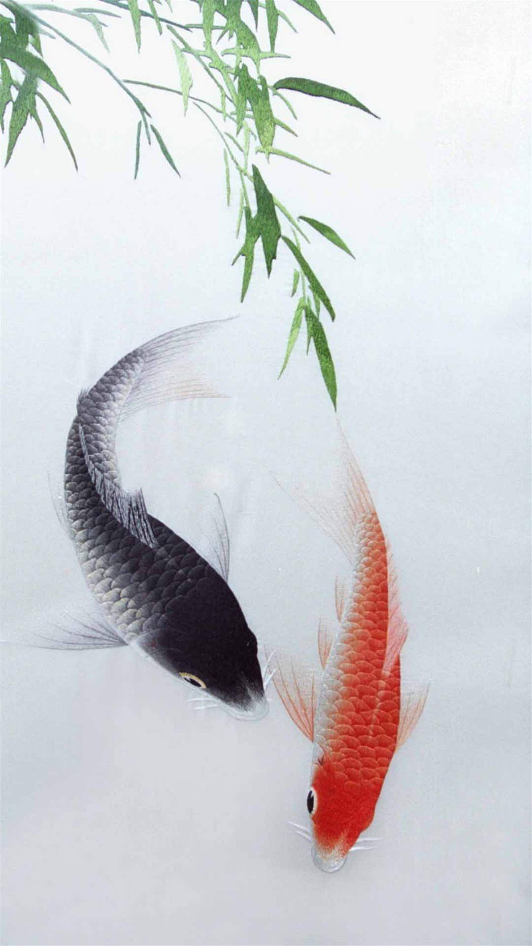 淡水鱼图片