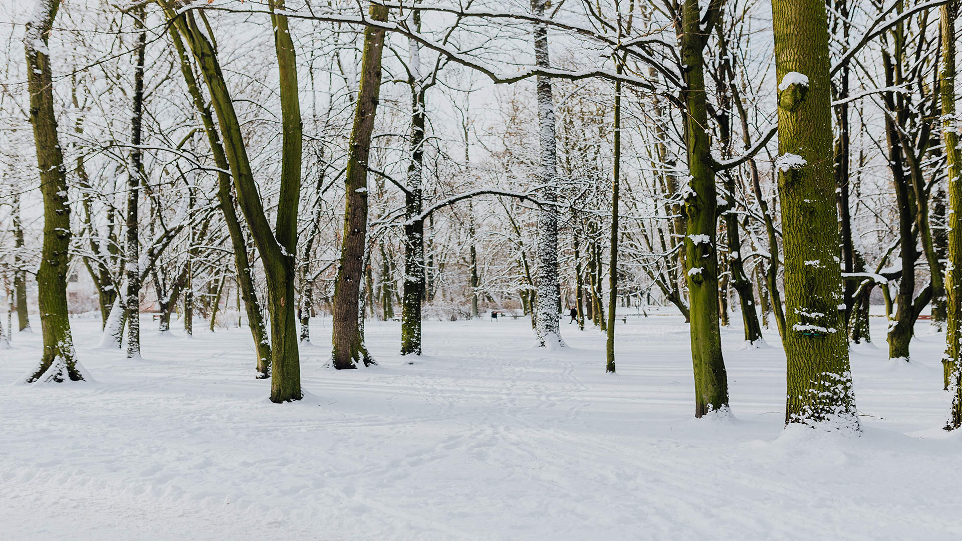 清新唯美雪景图手机壁纸图片