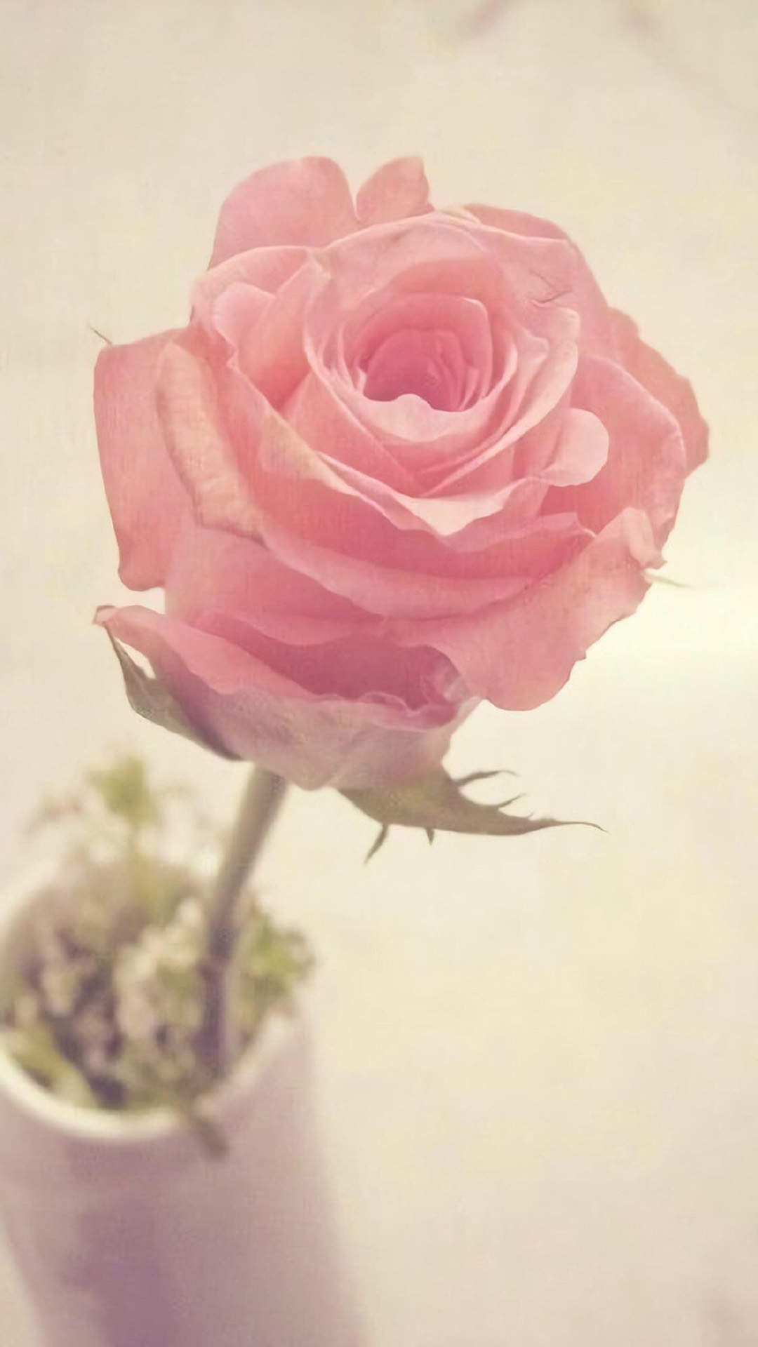 玫瑰花图片