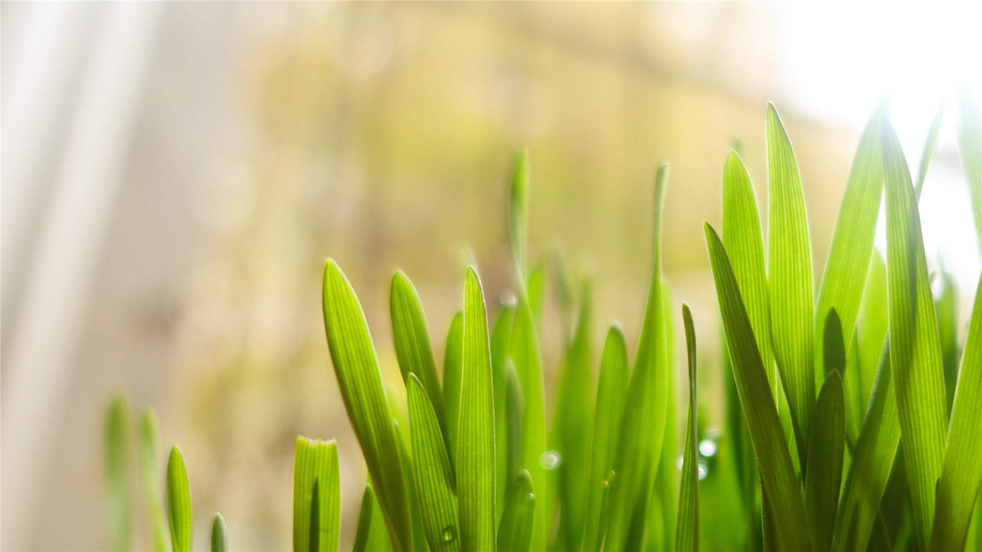 小清新植物嫩芽图片桌面壁纸图片
