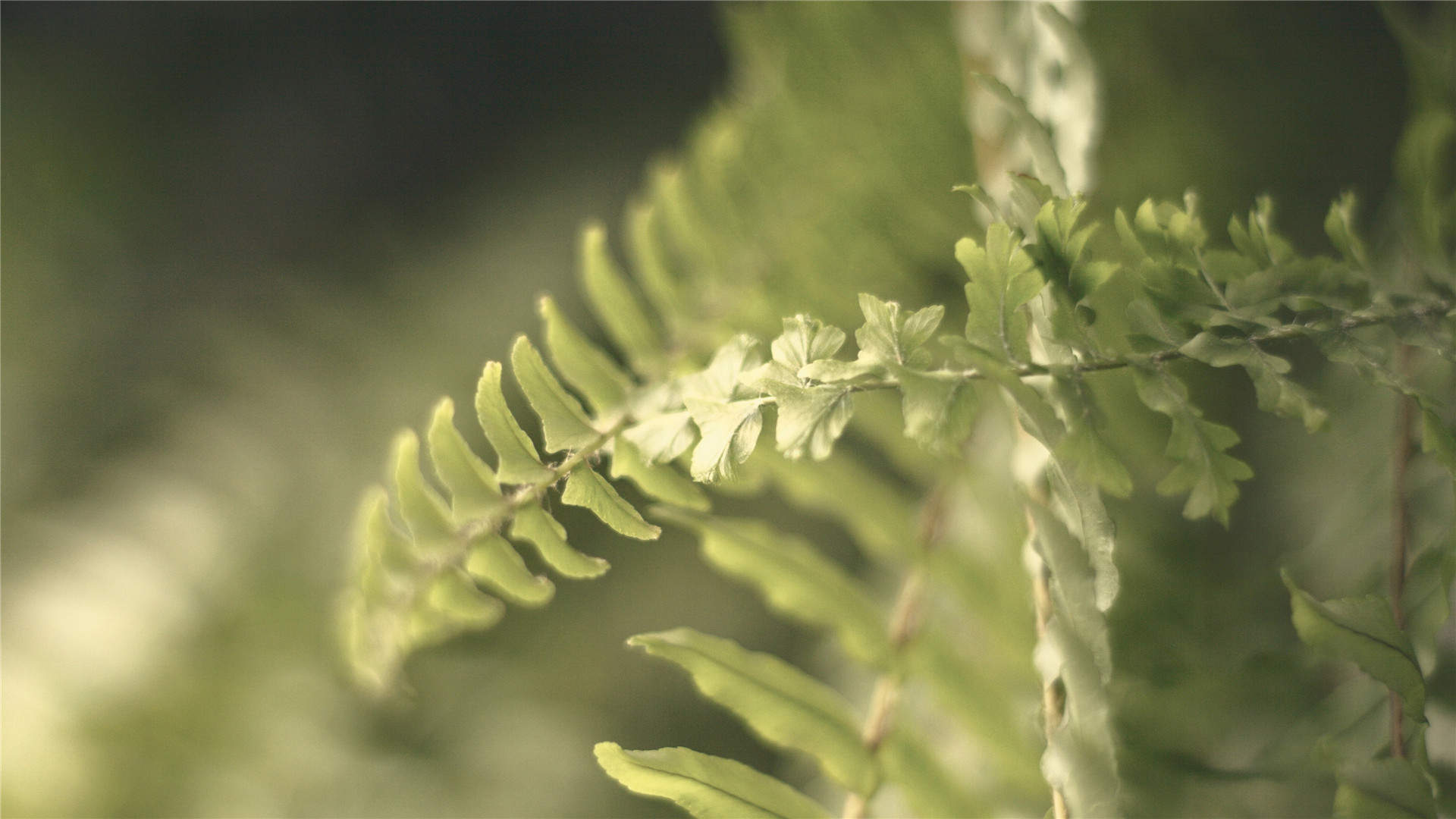 小清新植物嫩芽图片桌面壁纸图片