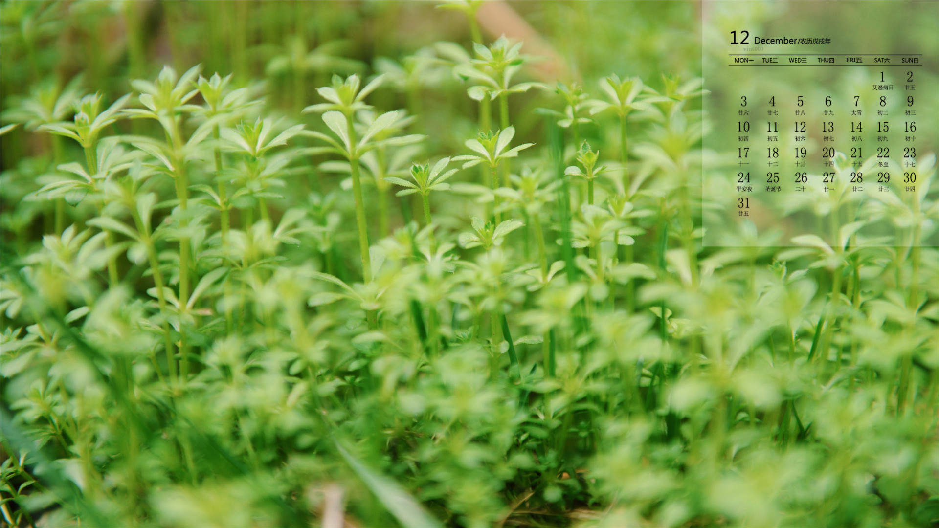 小清新植物嫩芽图片桌面壁纸图片