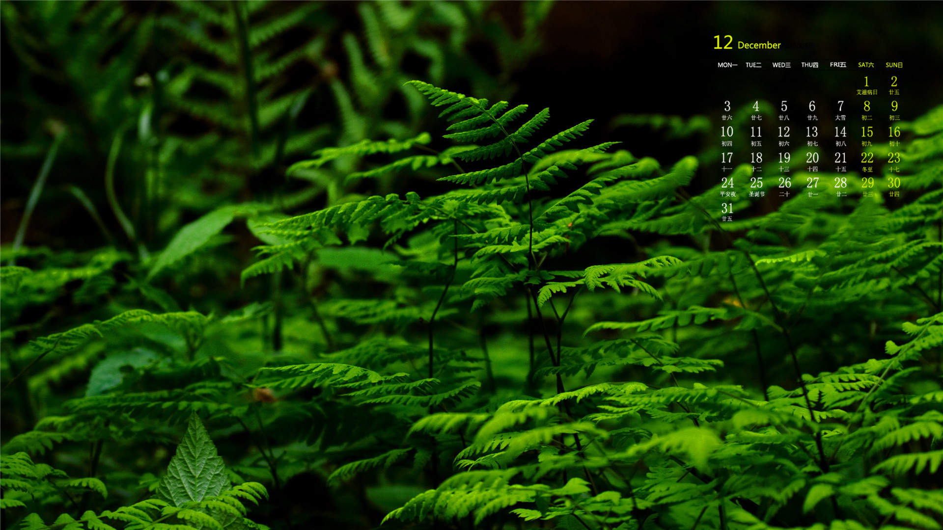 小清新植物嫩芽图片桌面壁纸图片
