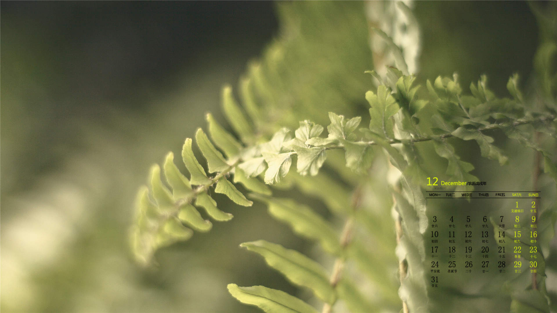 小清新植物嫩芽图片桌面壁纸图片