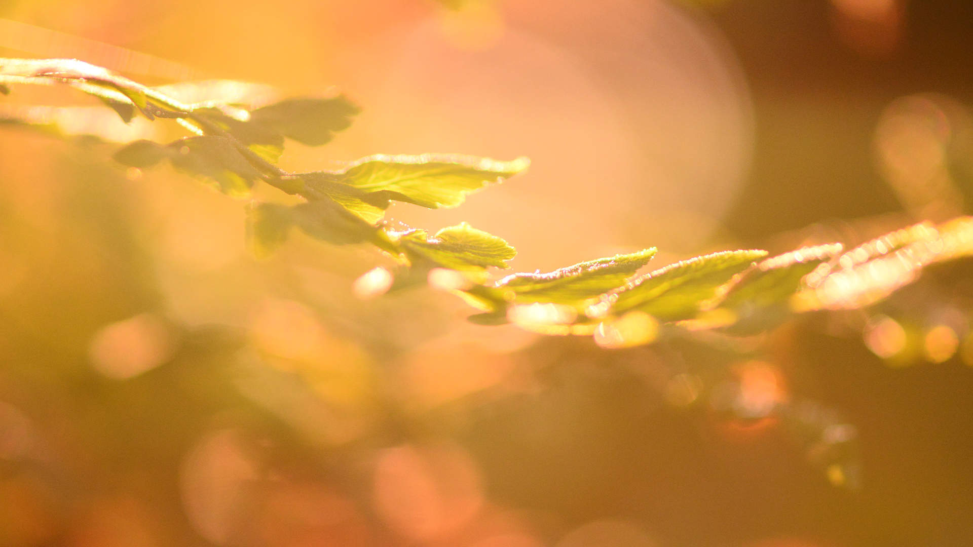 绿色植物图片