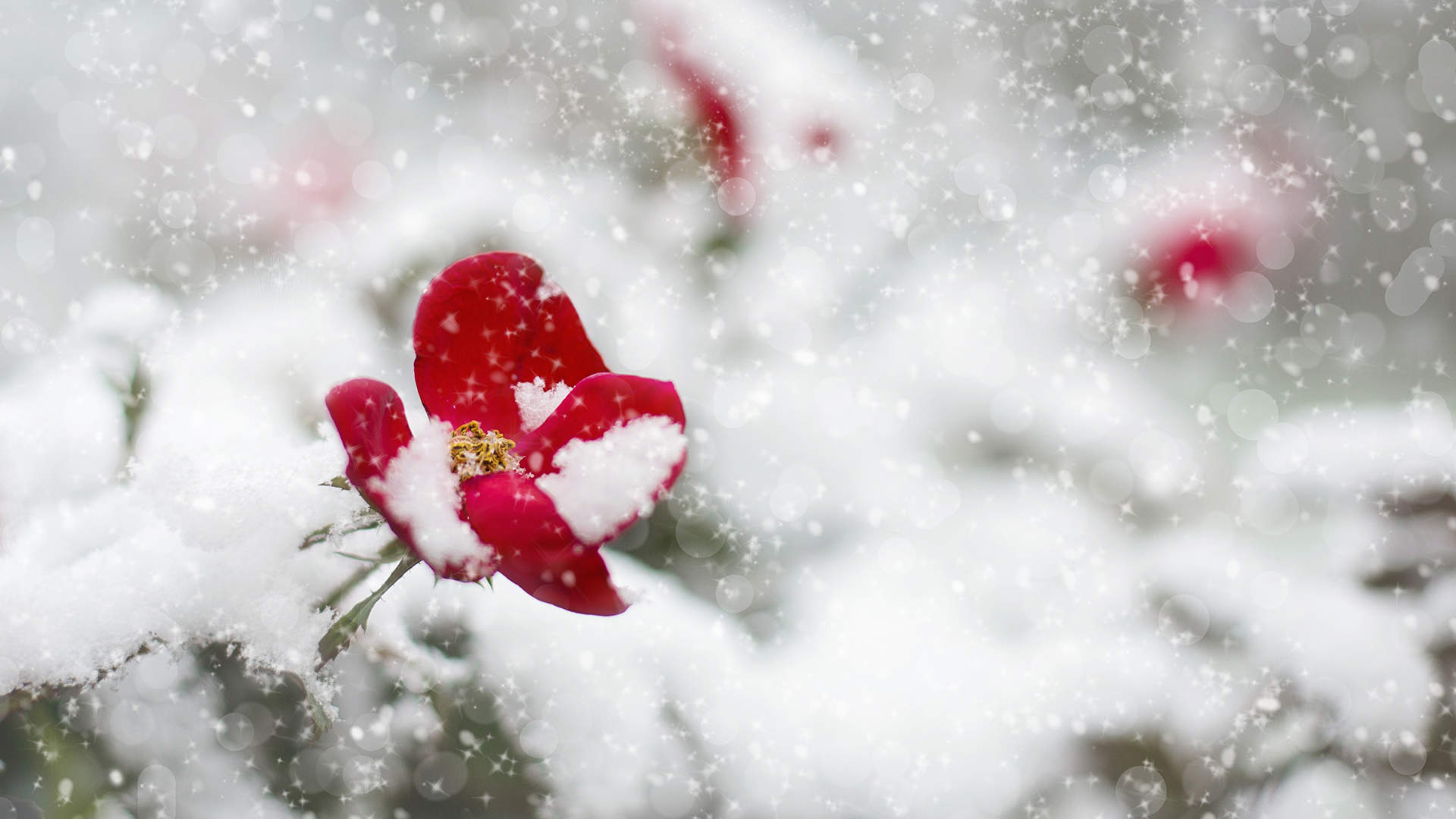 清新唯美雪景图手机壁纸图片
