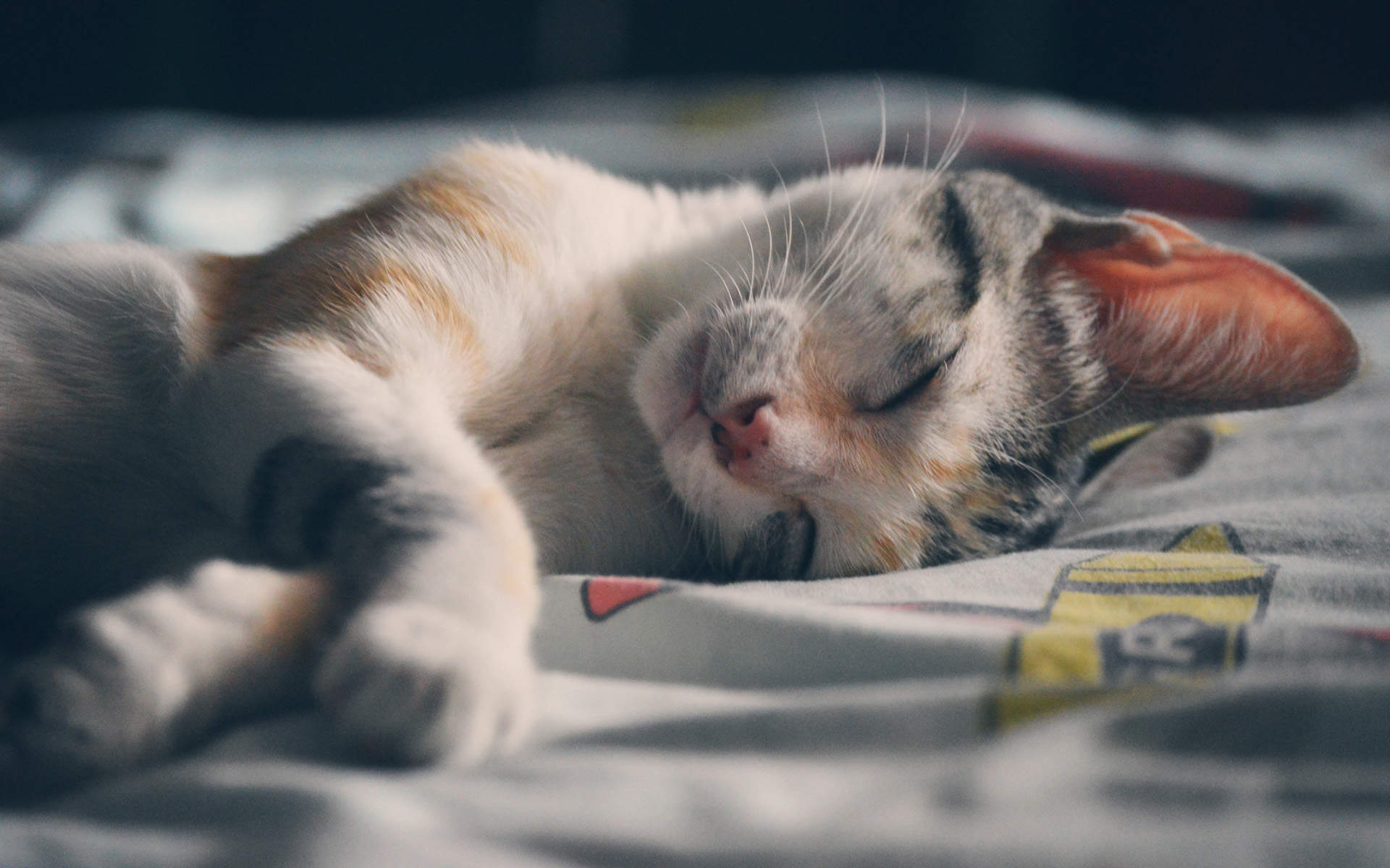 小猫图片