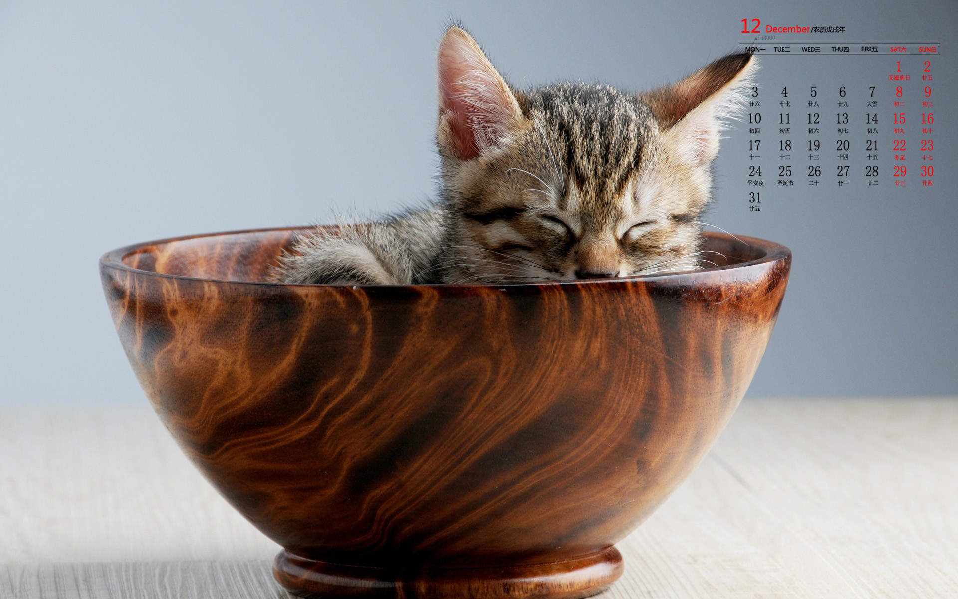 宠物搞笑图片：和植物一起生长的可爱猫咪图片图片