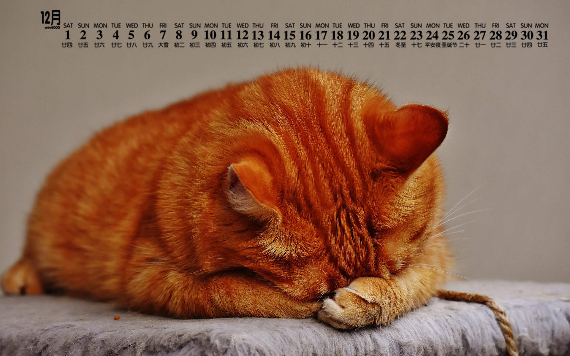 可爱猫咪图片图片