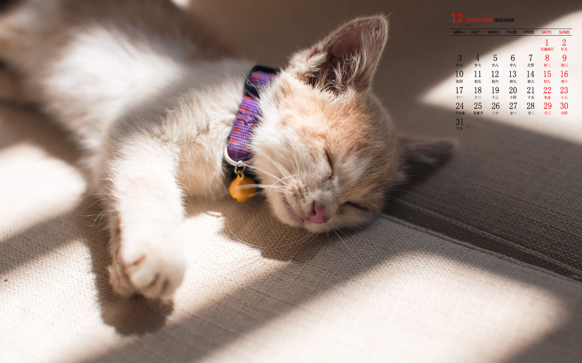可爱猫咪图片图片