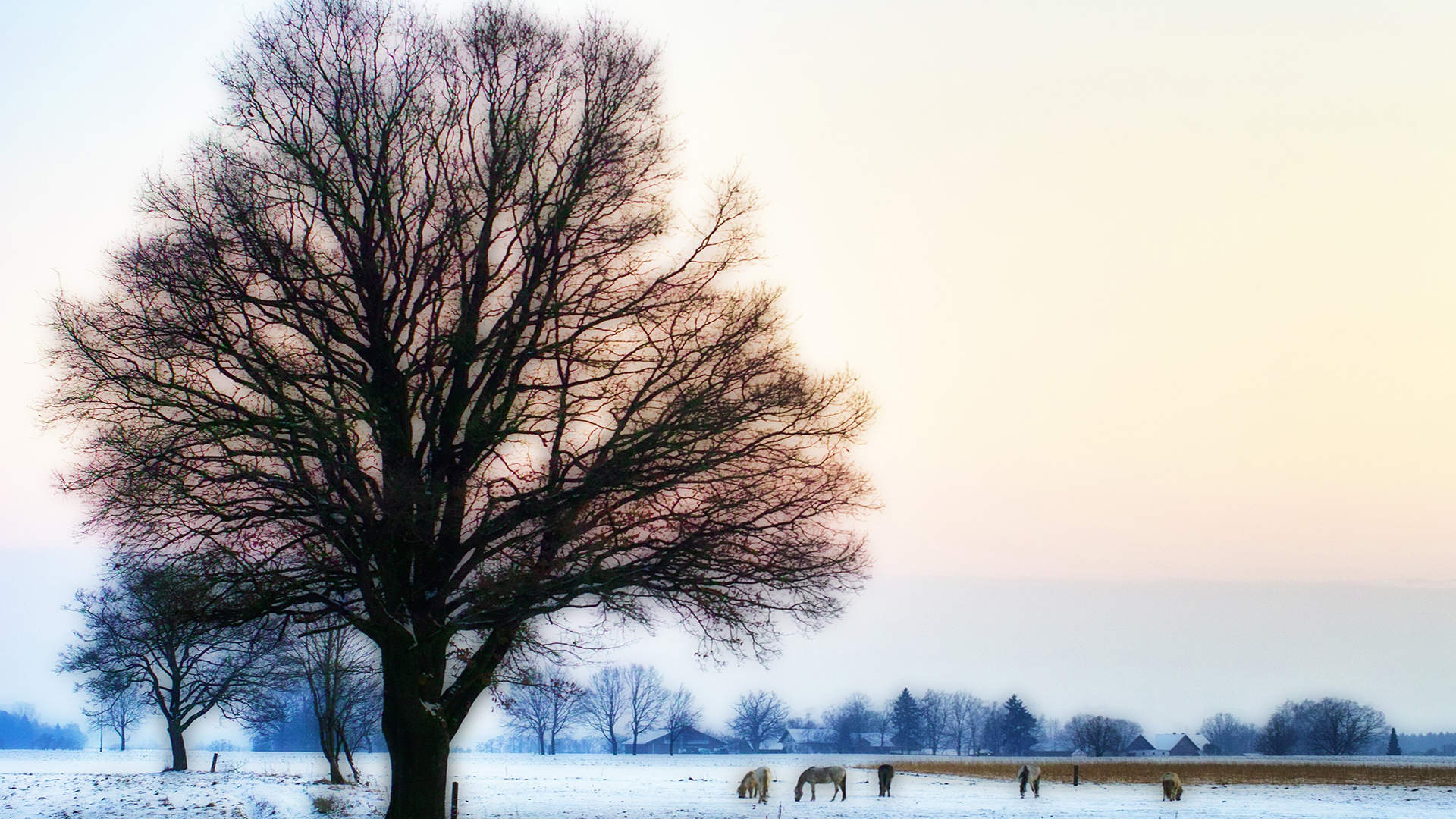 郑秀妍日本函馆冬日雪景唯美写真图片图片