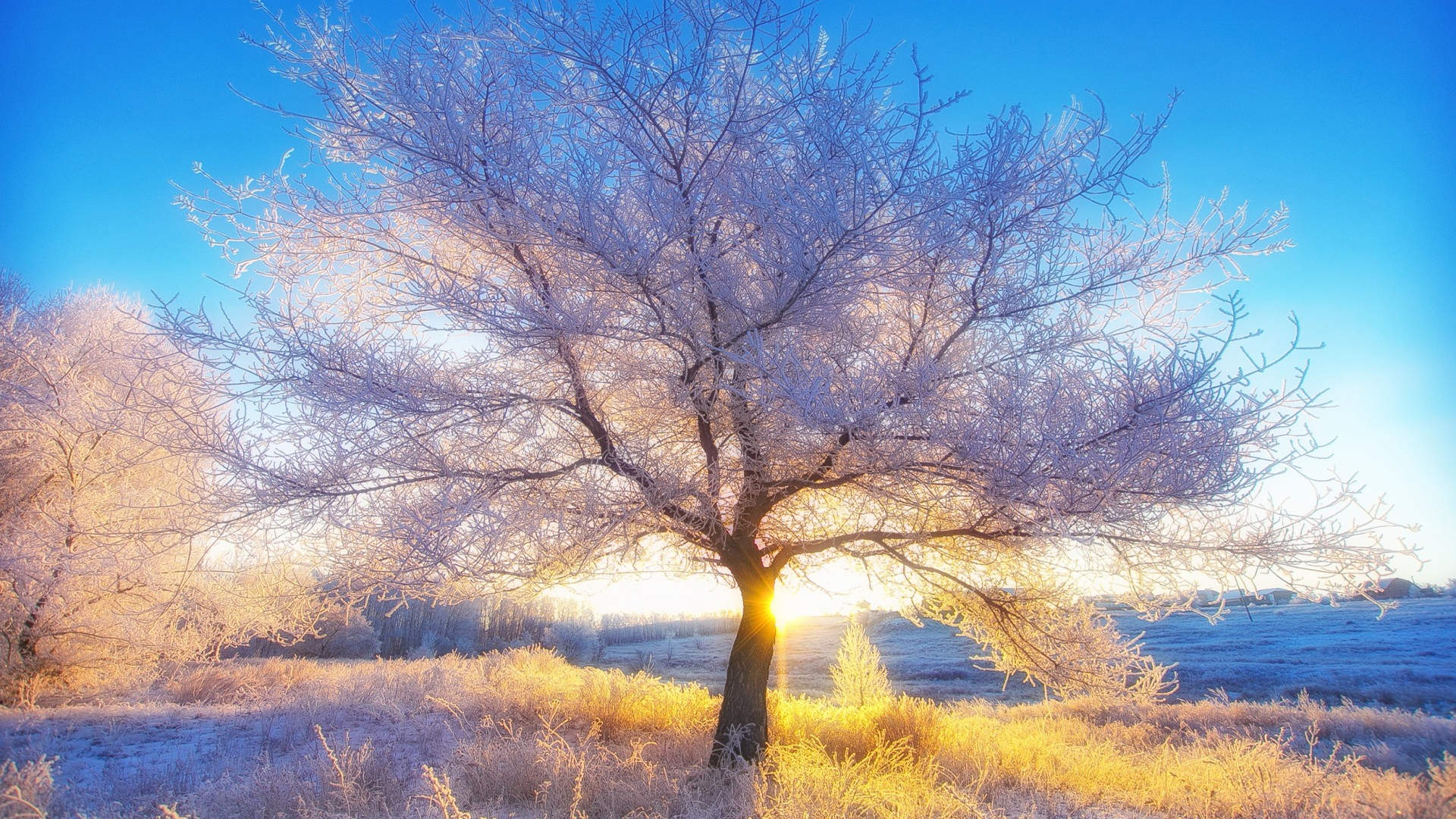 郑秀妍日本函馆冬日雪景唯美写真图片图片
