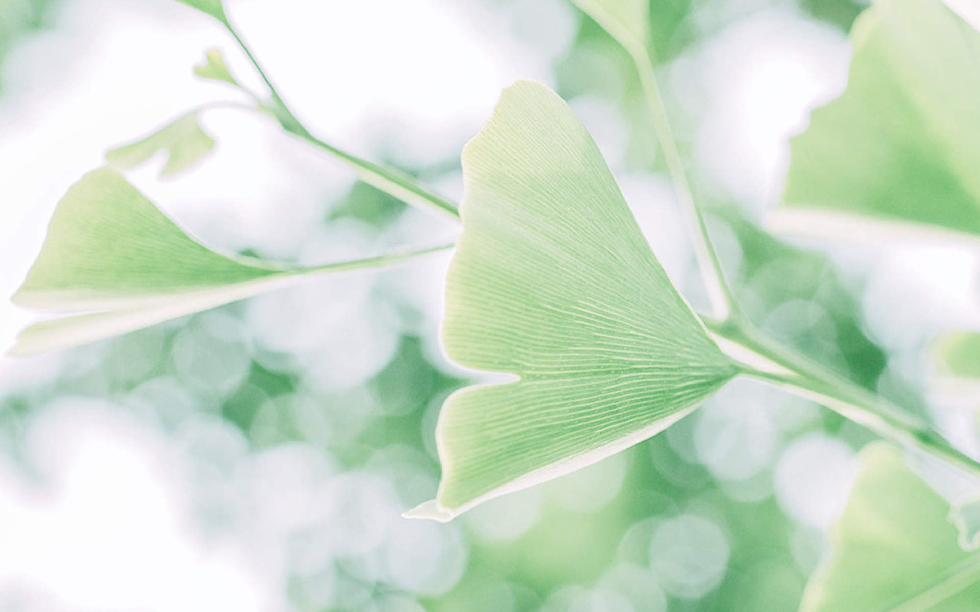 绿色植物图片