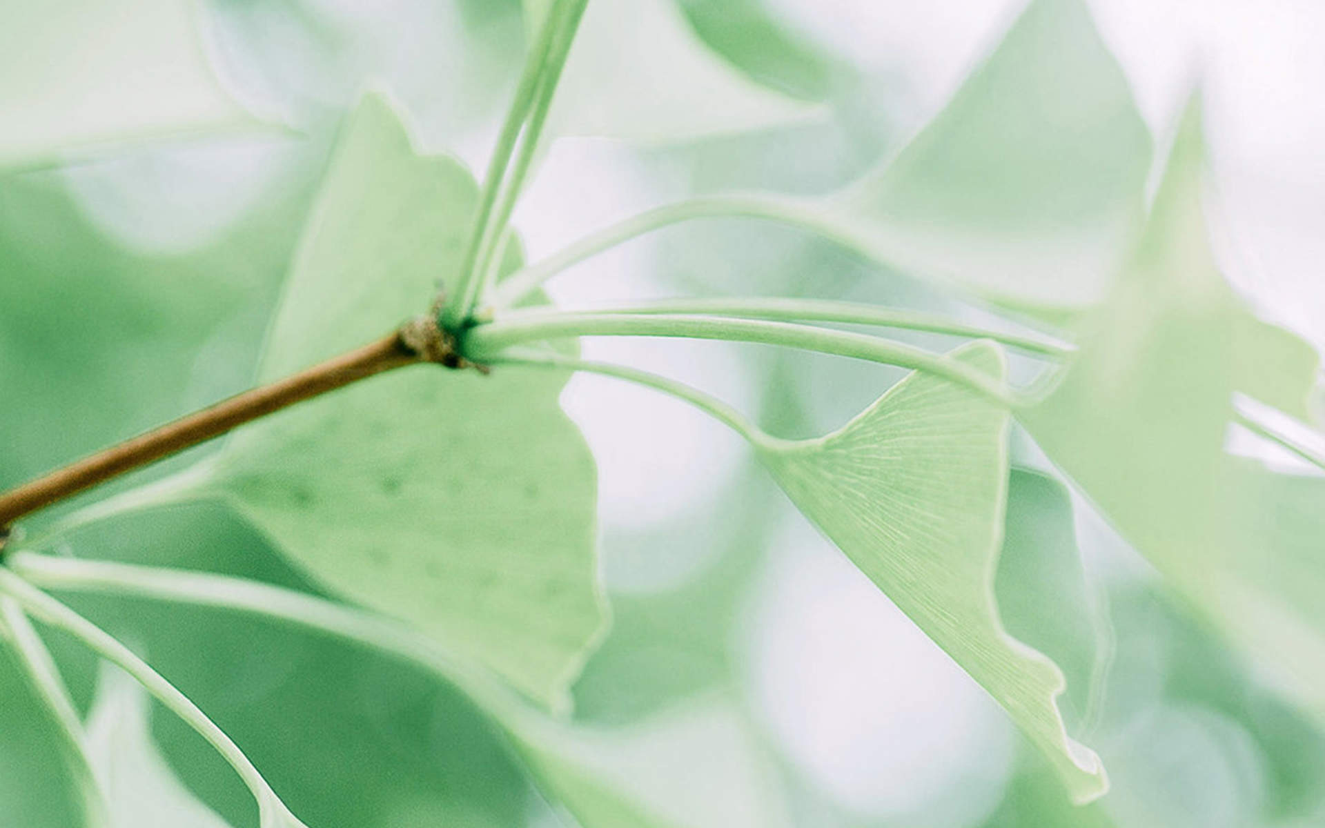 绿色植物图片