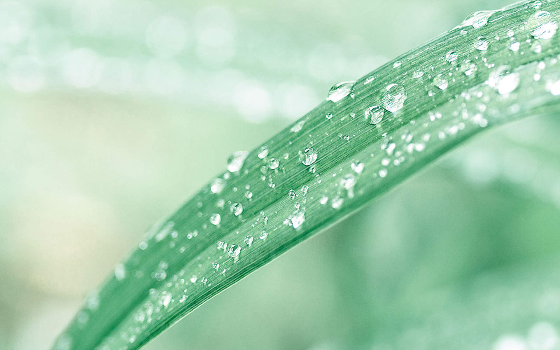 唯美清新绿色植物花卉高清摄影素材图片欣赏图片