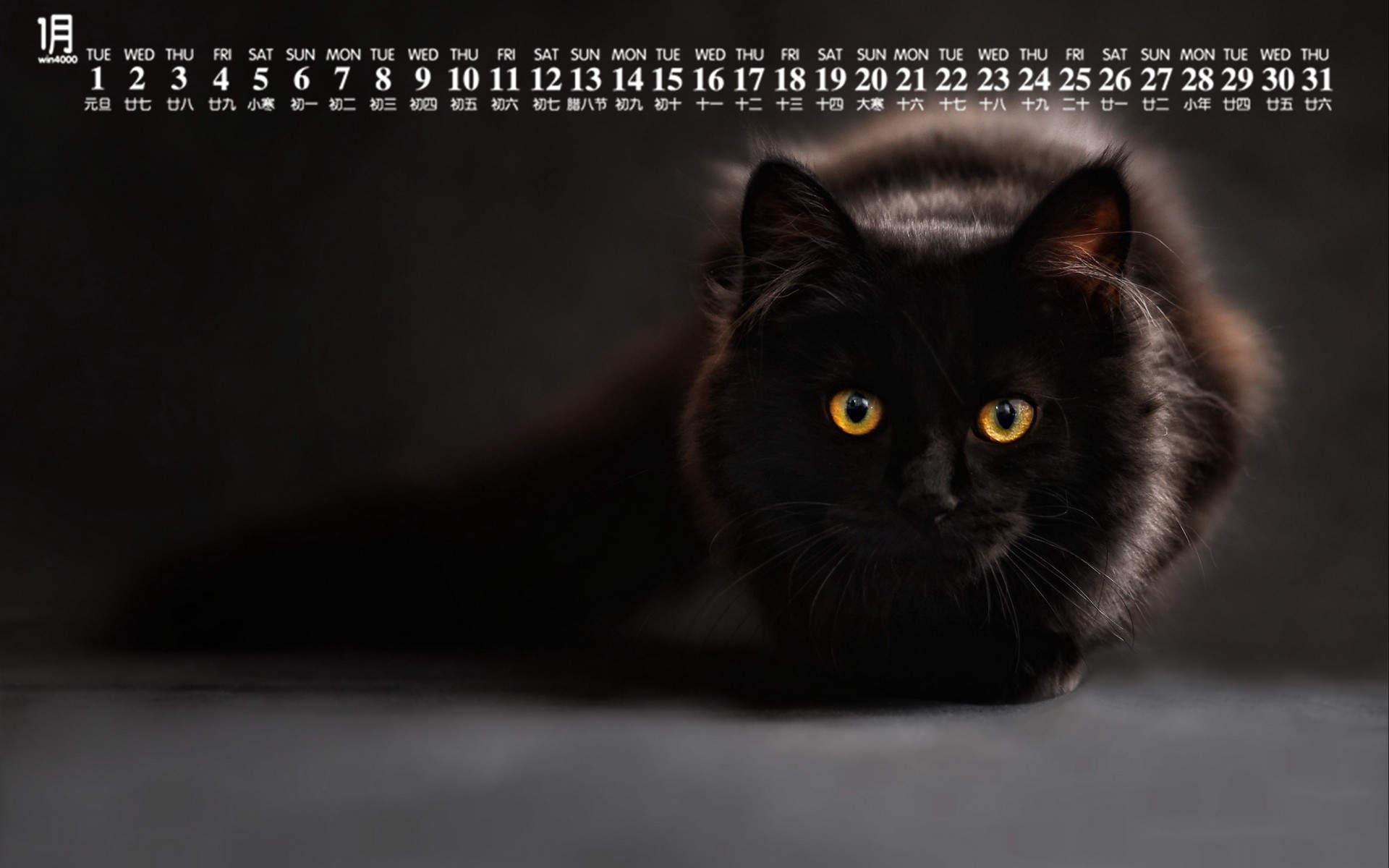 宠物搞笑图片：和植物一起生长的可爱猫咪图片图片