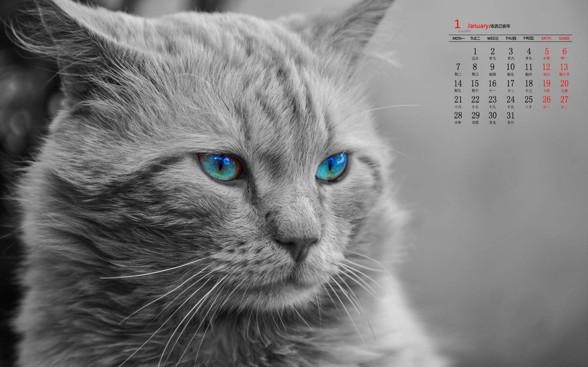 可爱猫咪图片图片