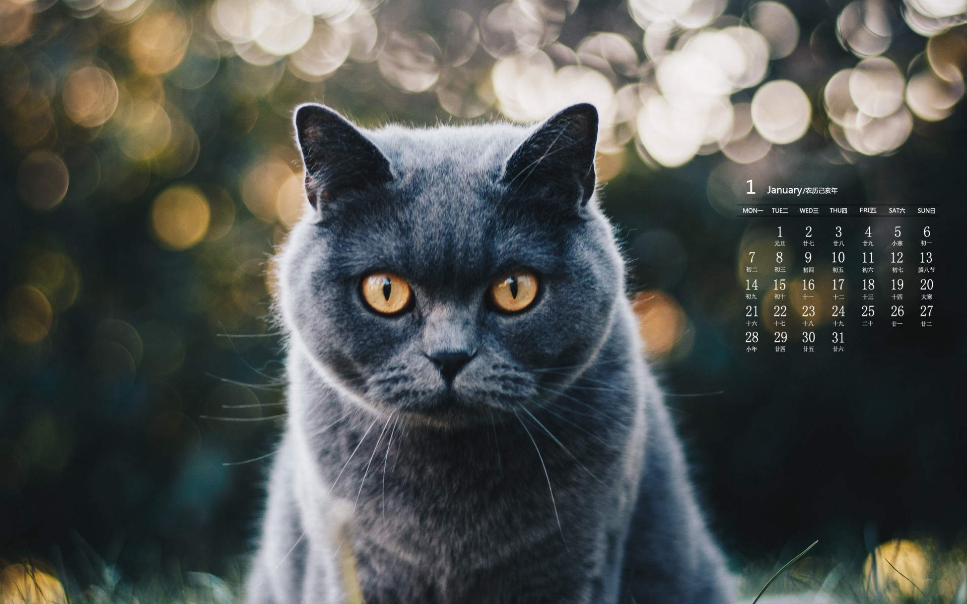 可爱猫咪图片图片