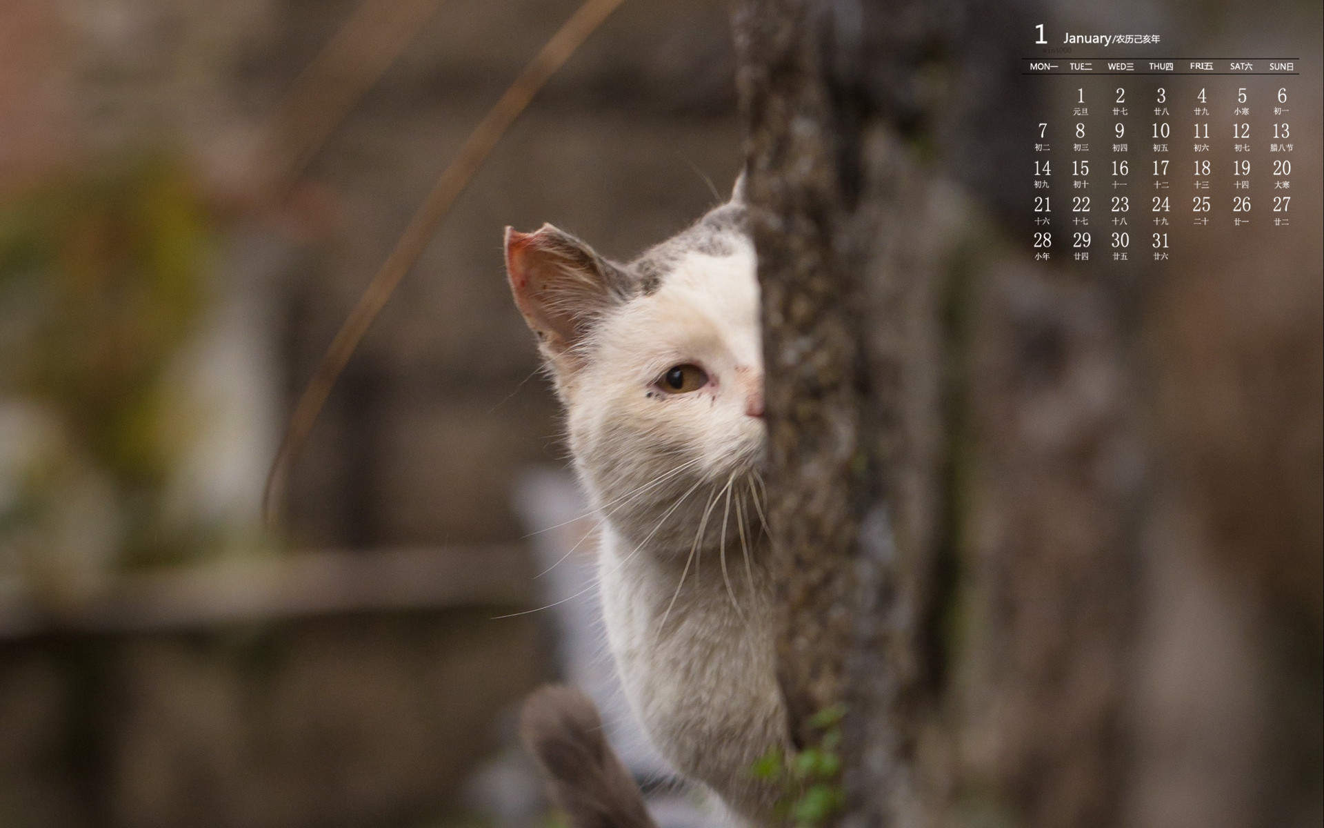 宠物搞笑图片：和植物一起生长的可爱猫咪图片图片