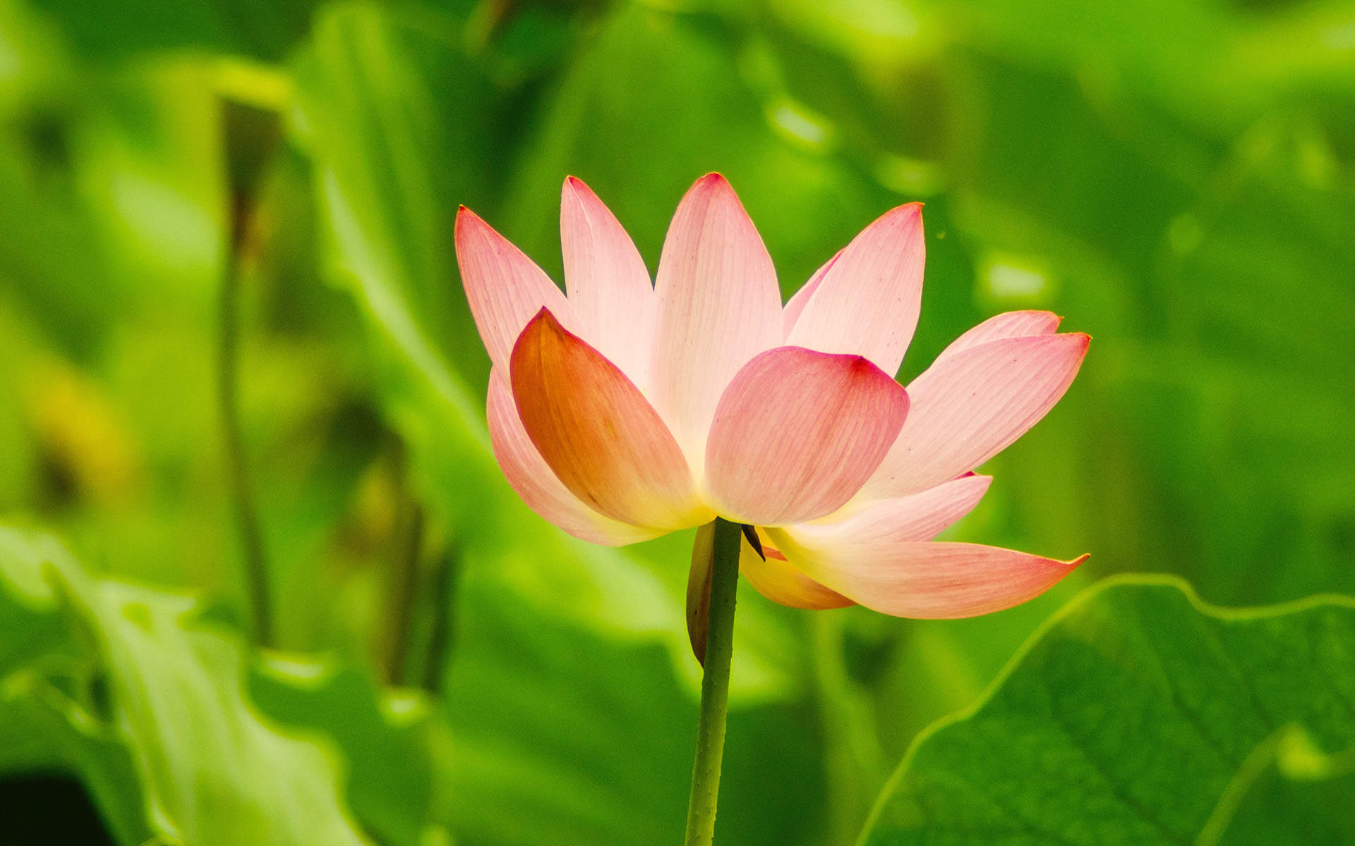 清新夏日荷花高清桌面壁纸图片