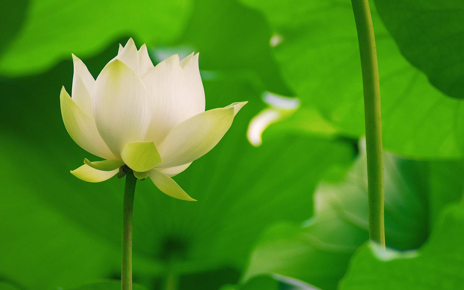 清新夏日荷花高清桌面壁纸图片