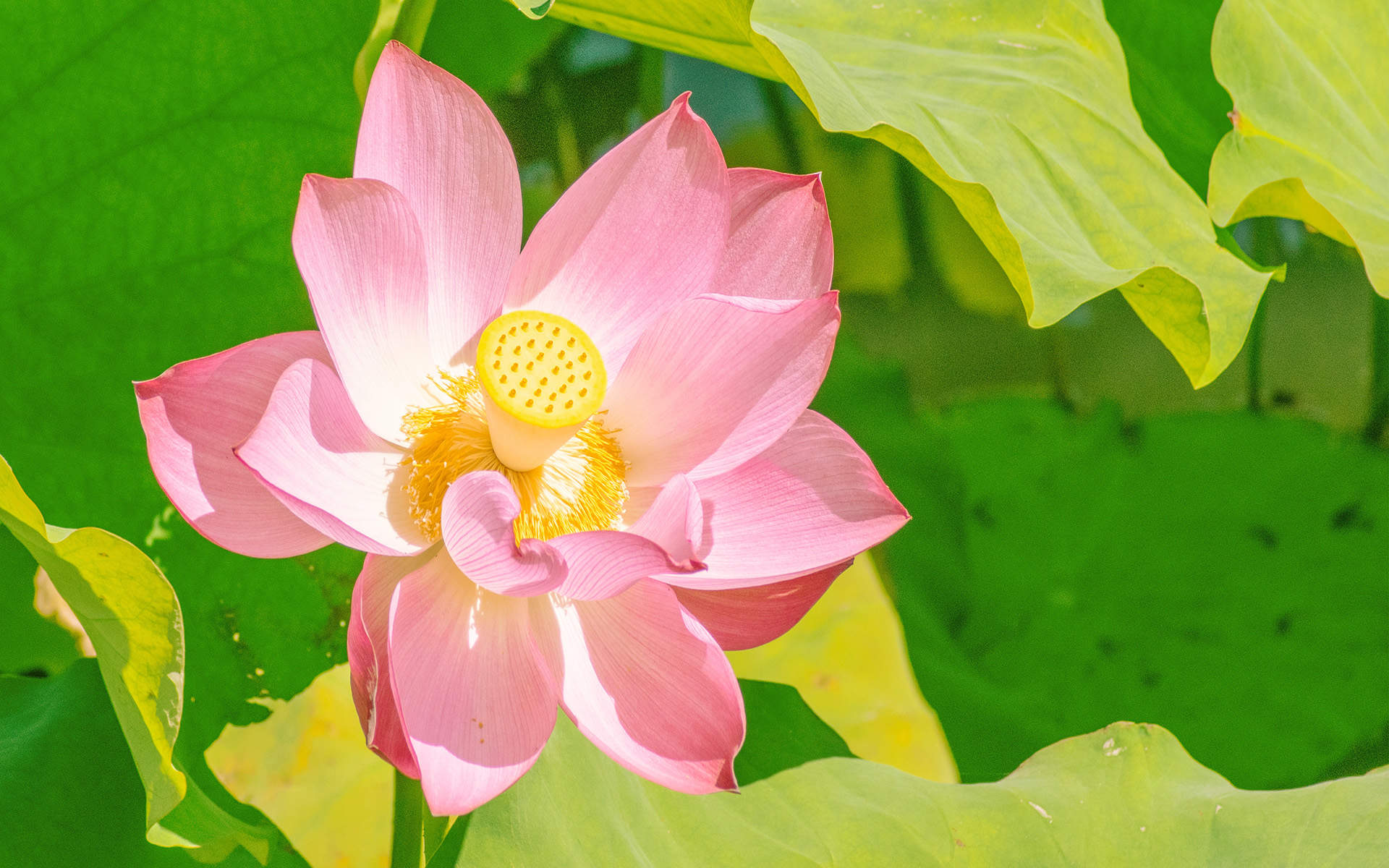 清新夏日荷花高清桌面壁纸图片
