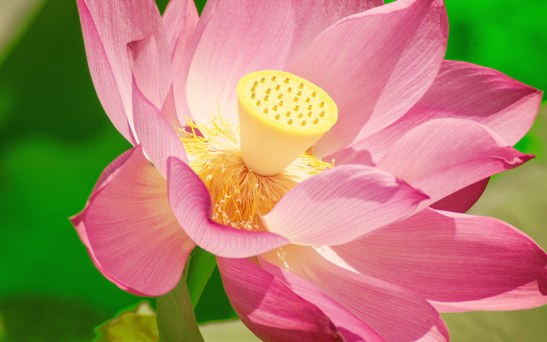 清新夏日荷花高清桌面壁纸图片