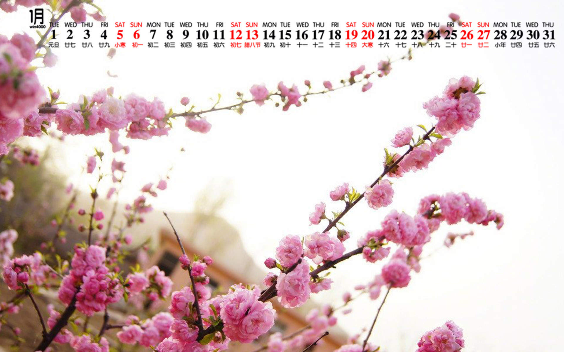 阳春三月绽放的梅花 高清梅花摄影图片欣赏图片