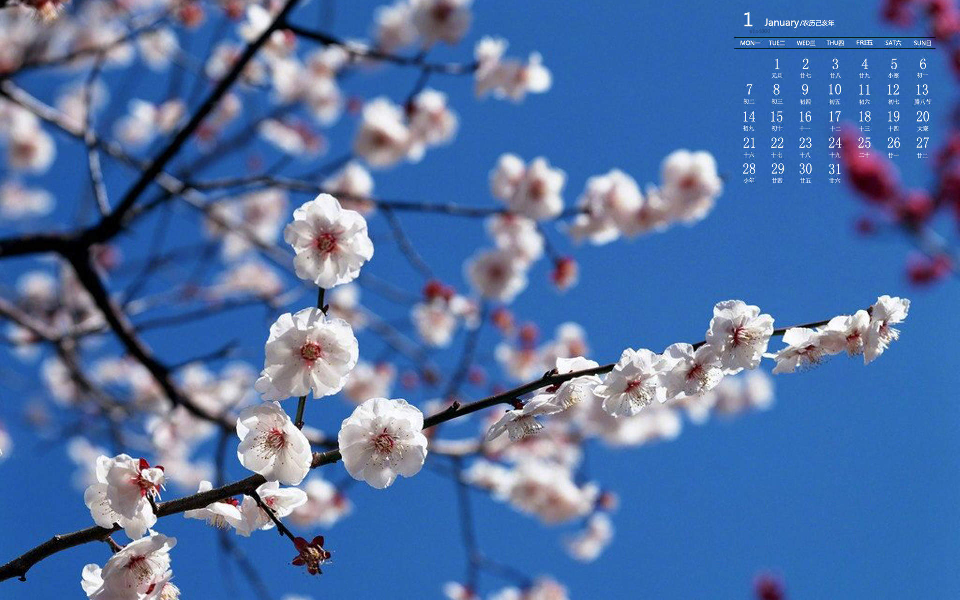 梅花图片
