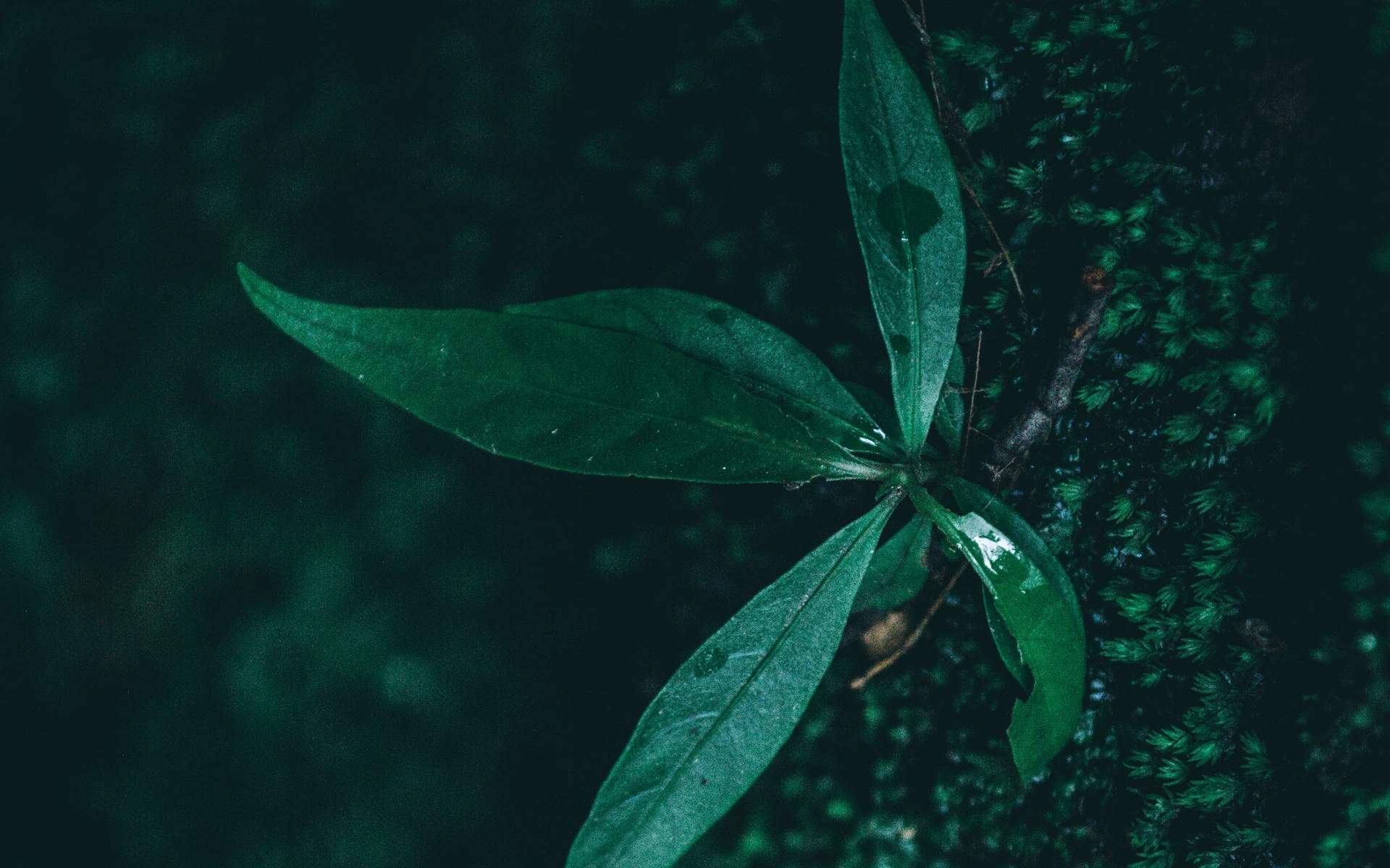 高清雨水清新护眼绿色水滴露珠高清桌面壁纸图片