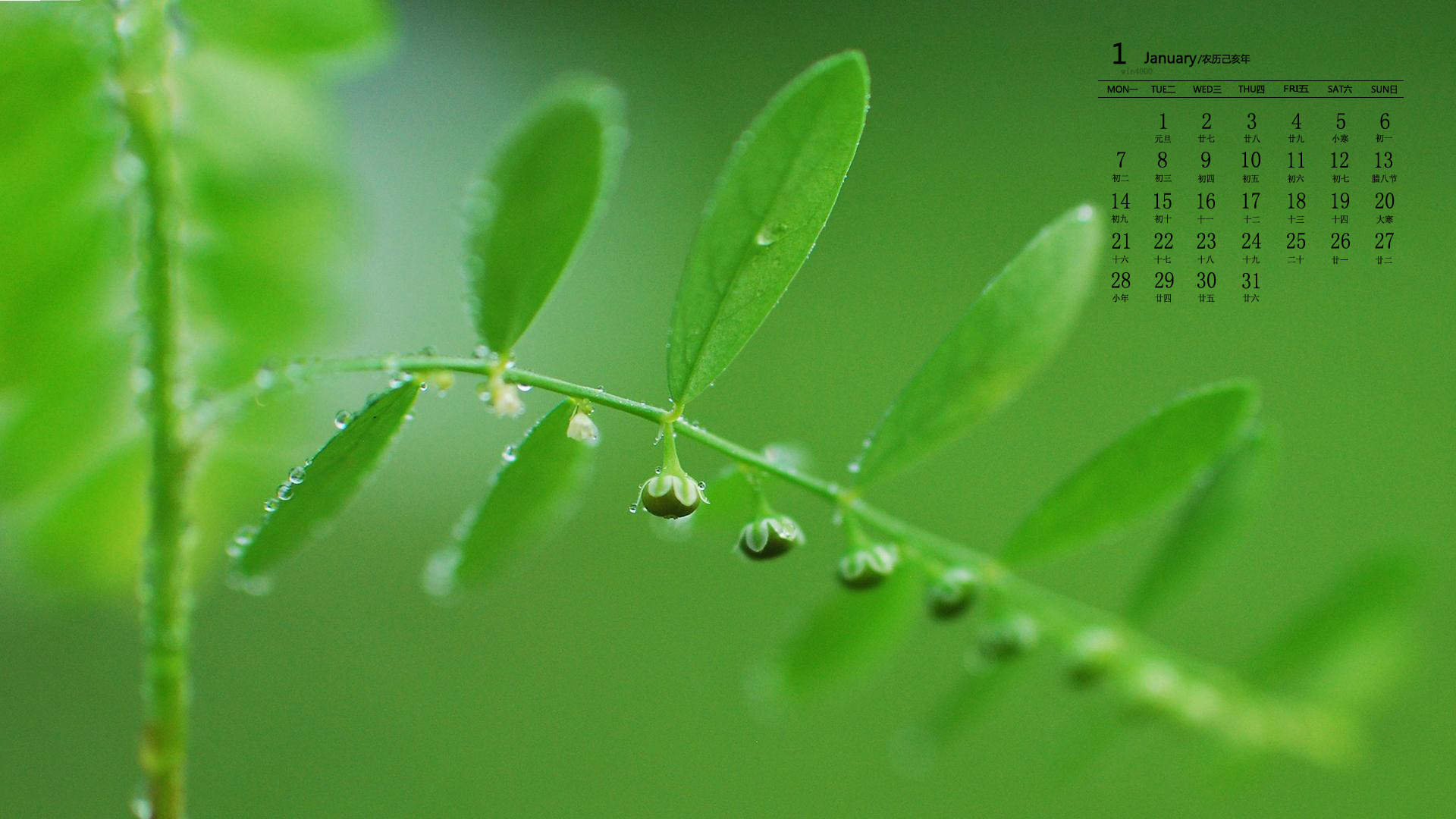 绿色植物图片