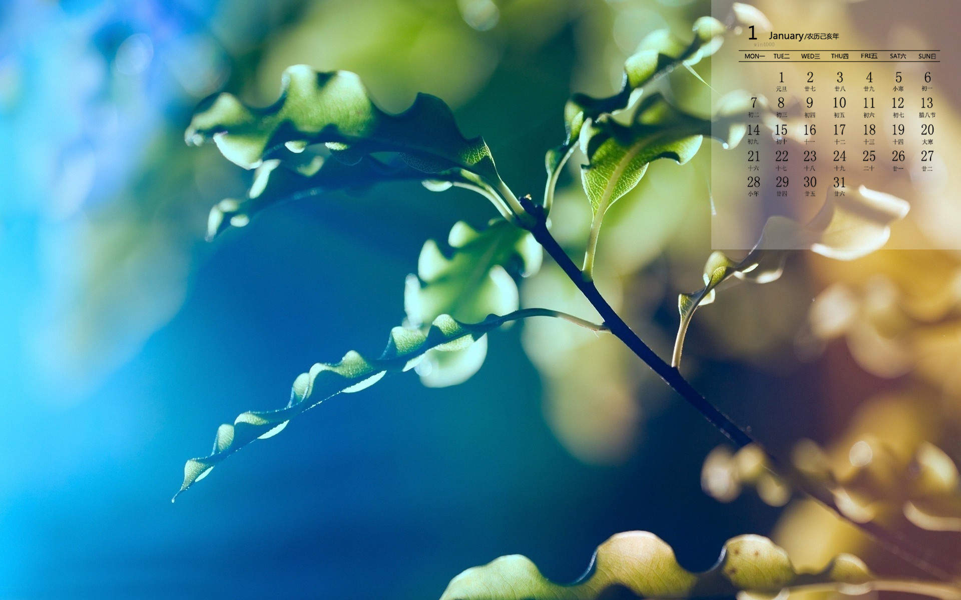 绿色植物图片