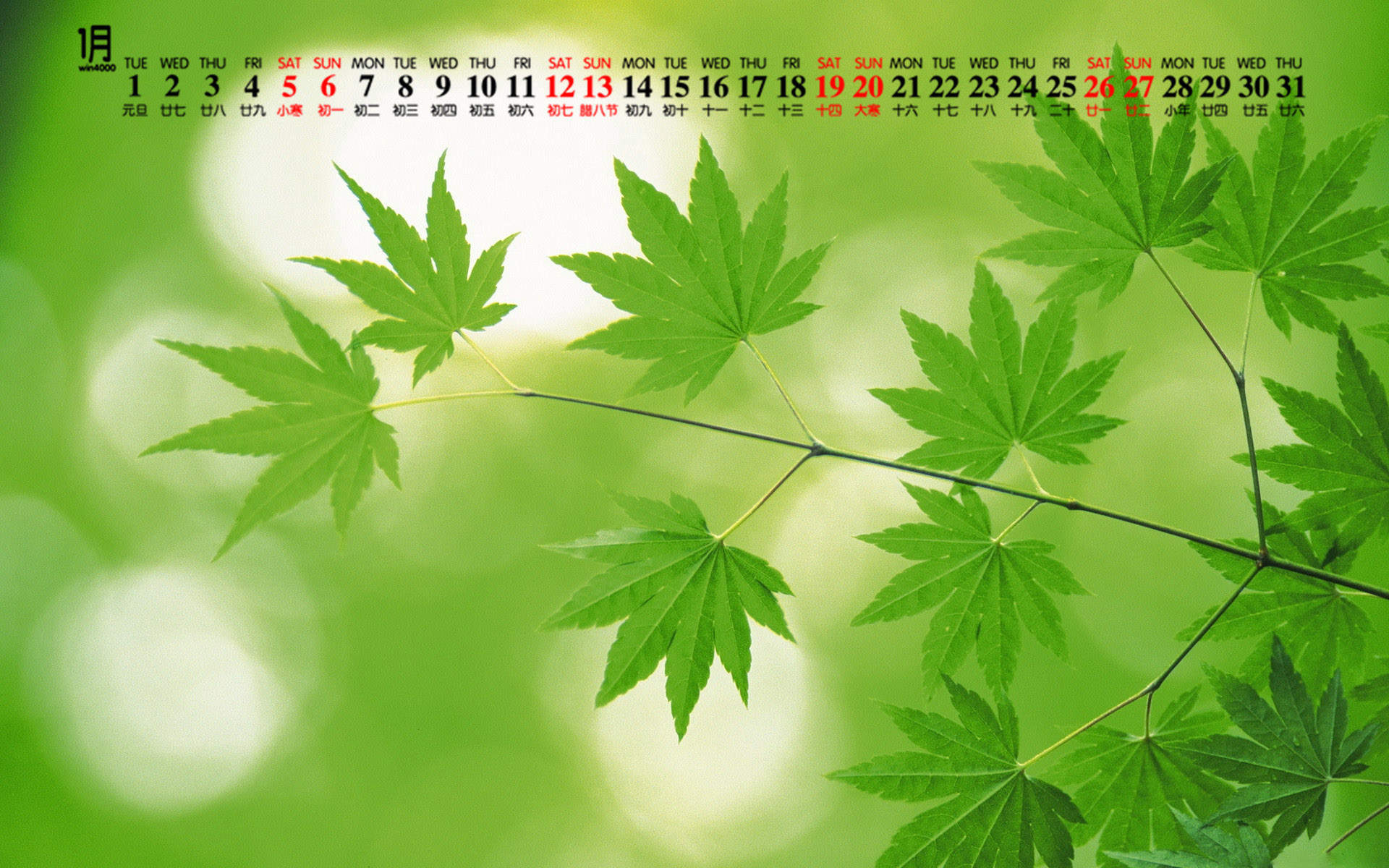 绿色植物图片