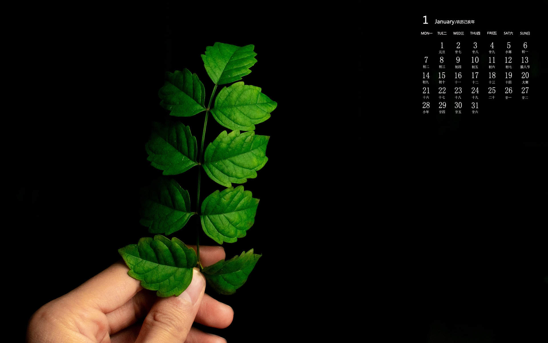 绿色植物图片