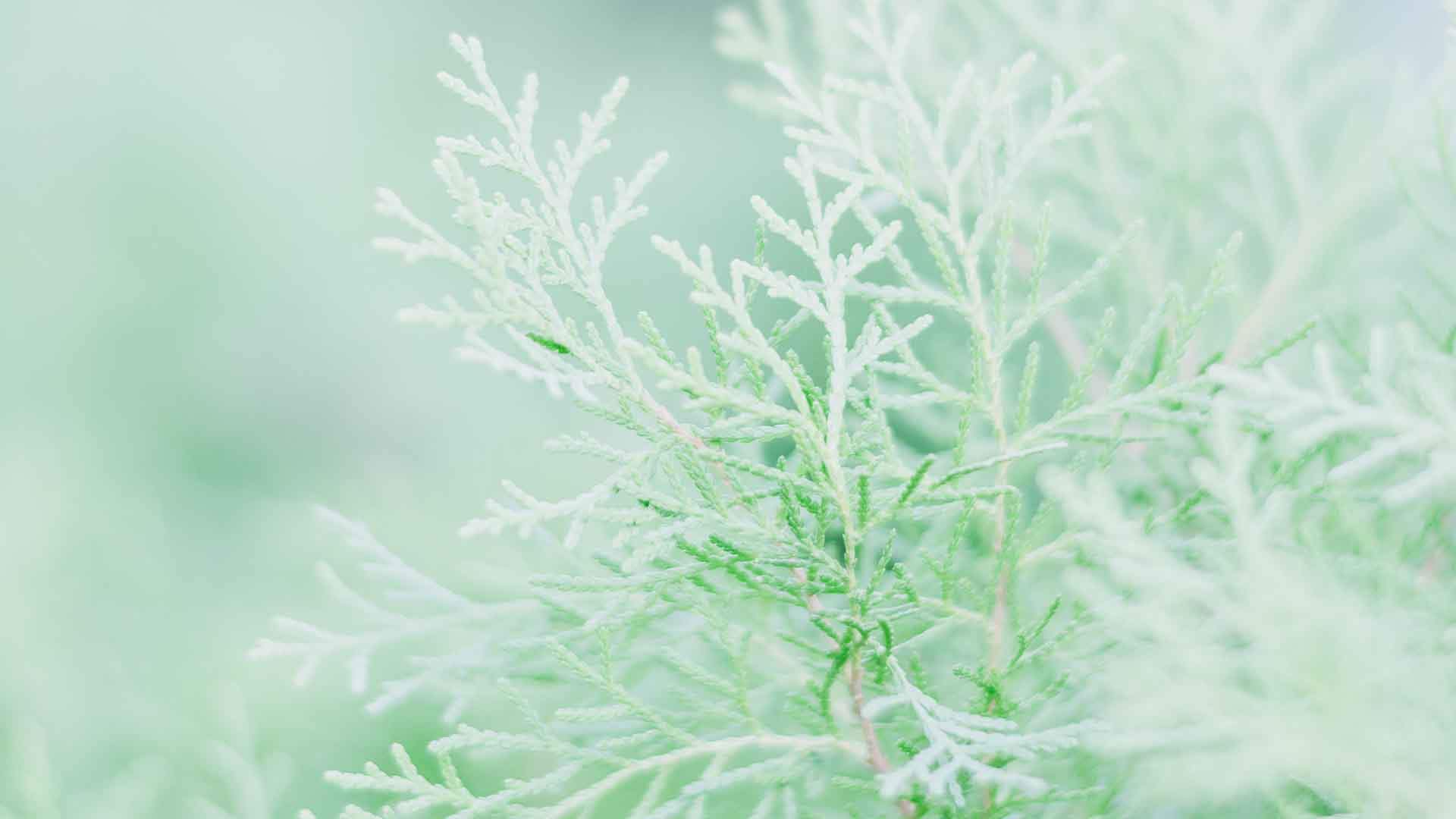 绿色植物图片
