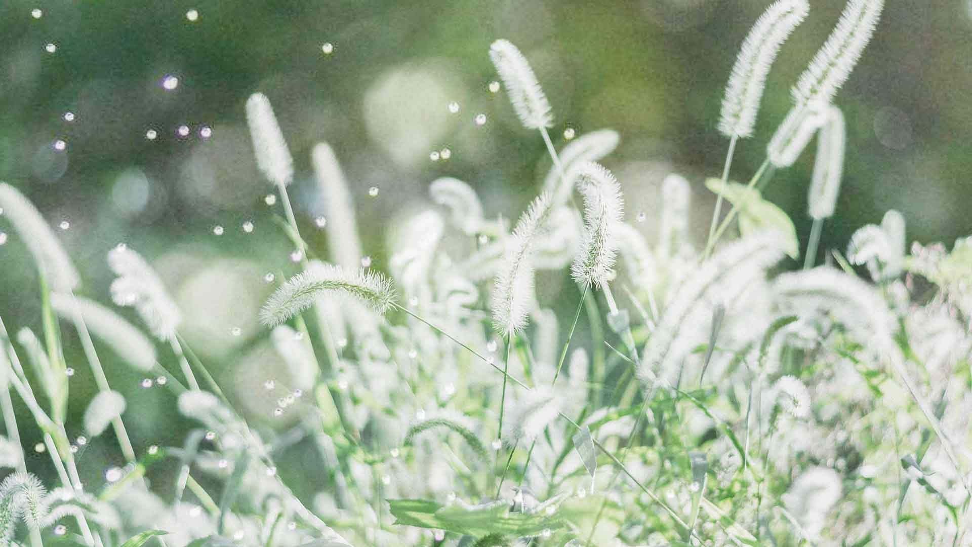 绿色植物图片