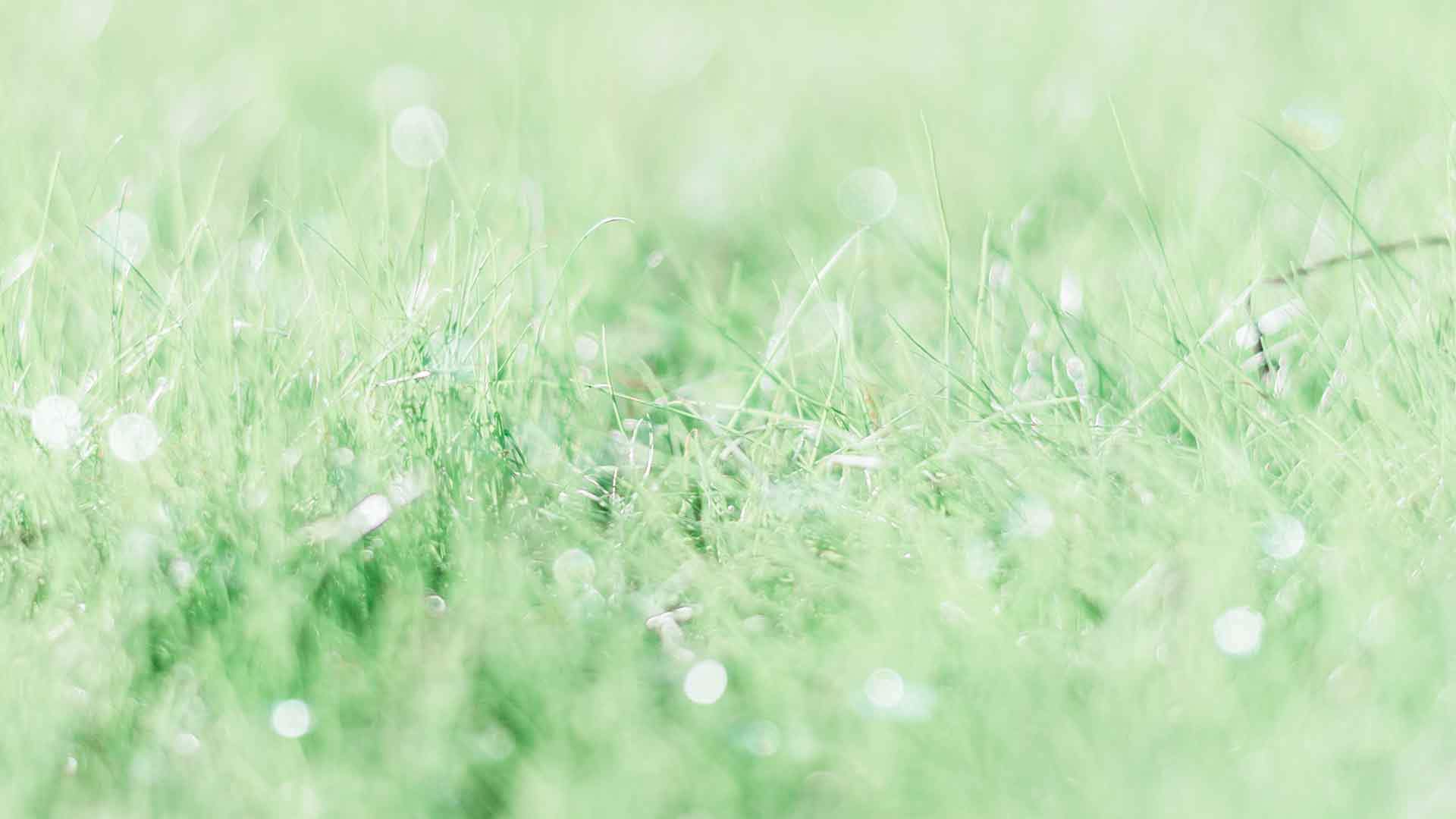 绿色植物图片