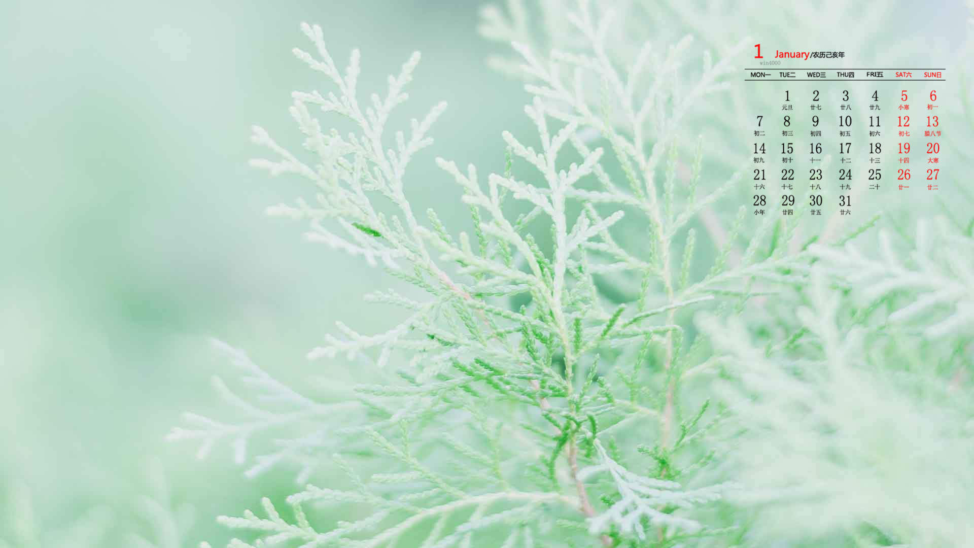 绿色植物图片