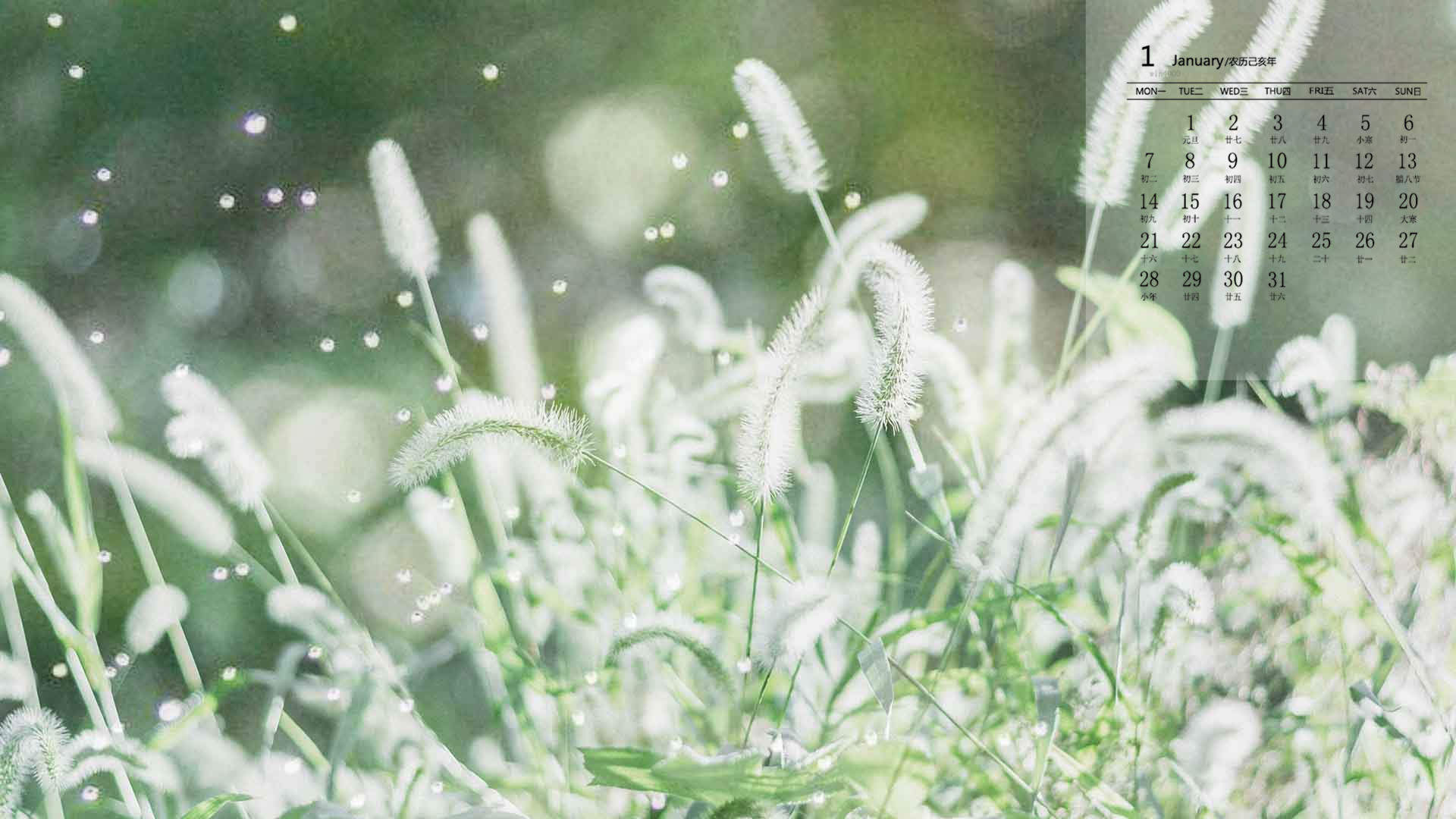 绿色植物图片
