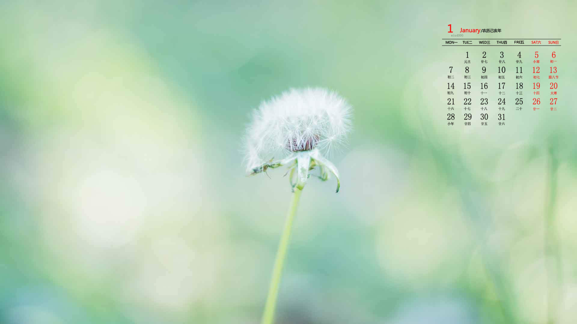 绿色植物图片