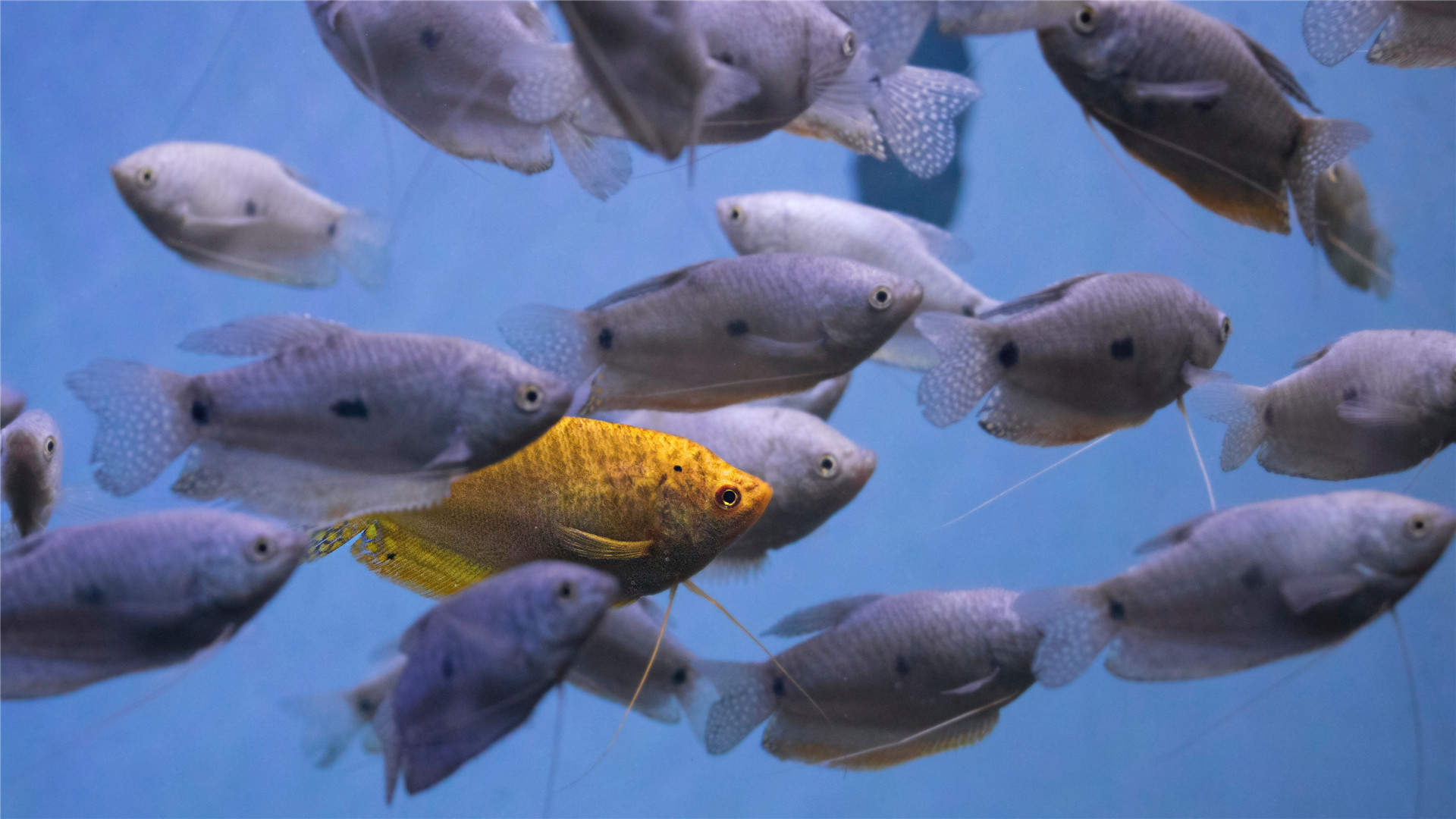 水母：神奇的海洋生物图片图片