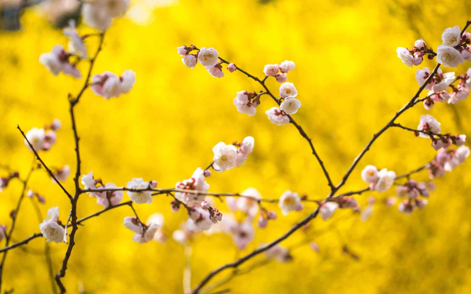 阳春三月绽放的梅花 高清梅花摄影图片欣赏图片