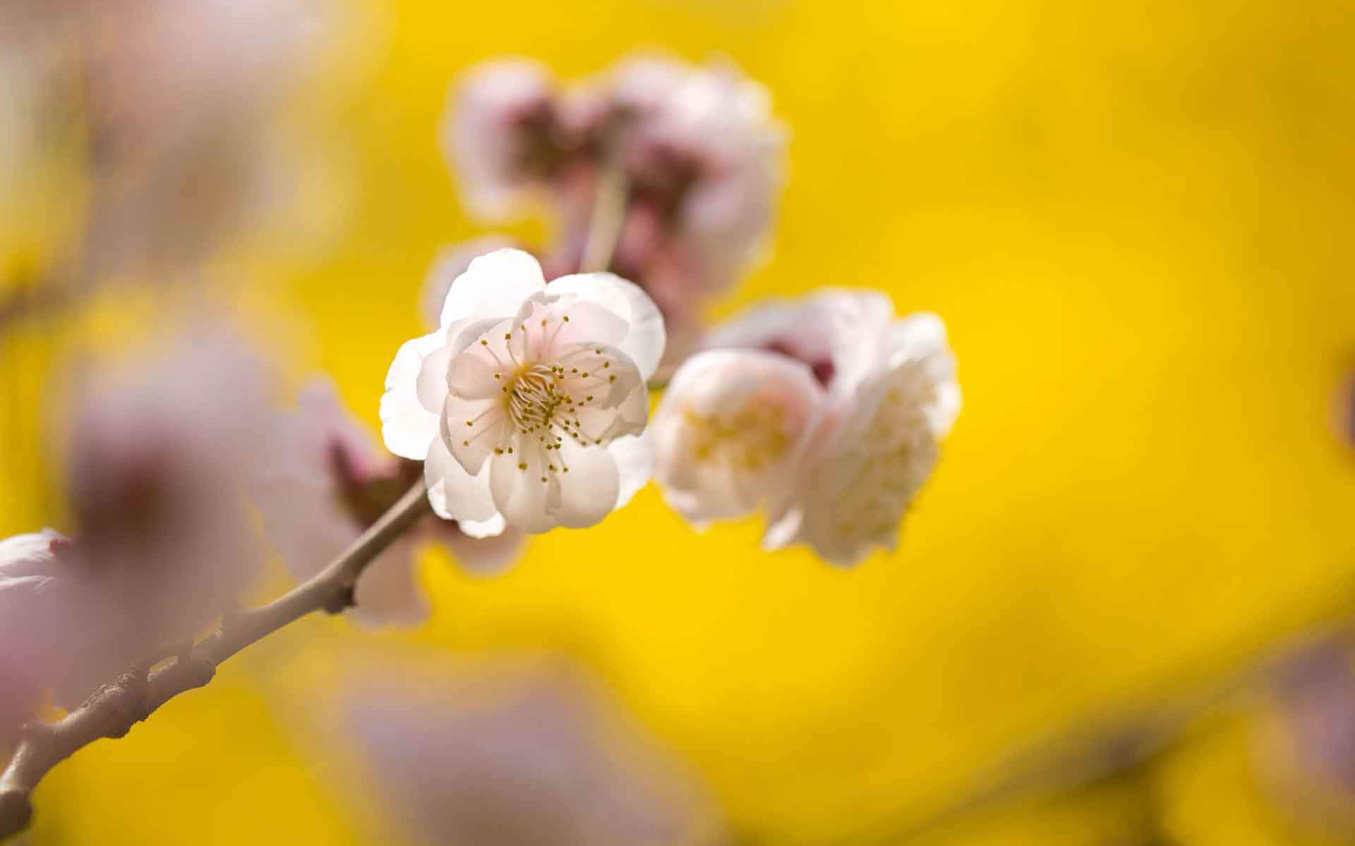 梅花图片
