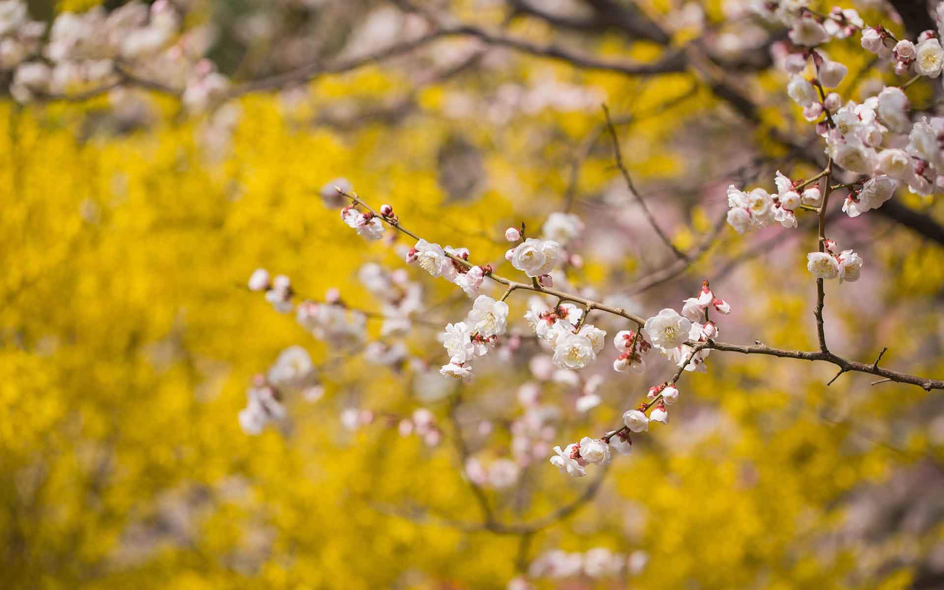 梅花图片
