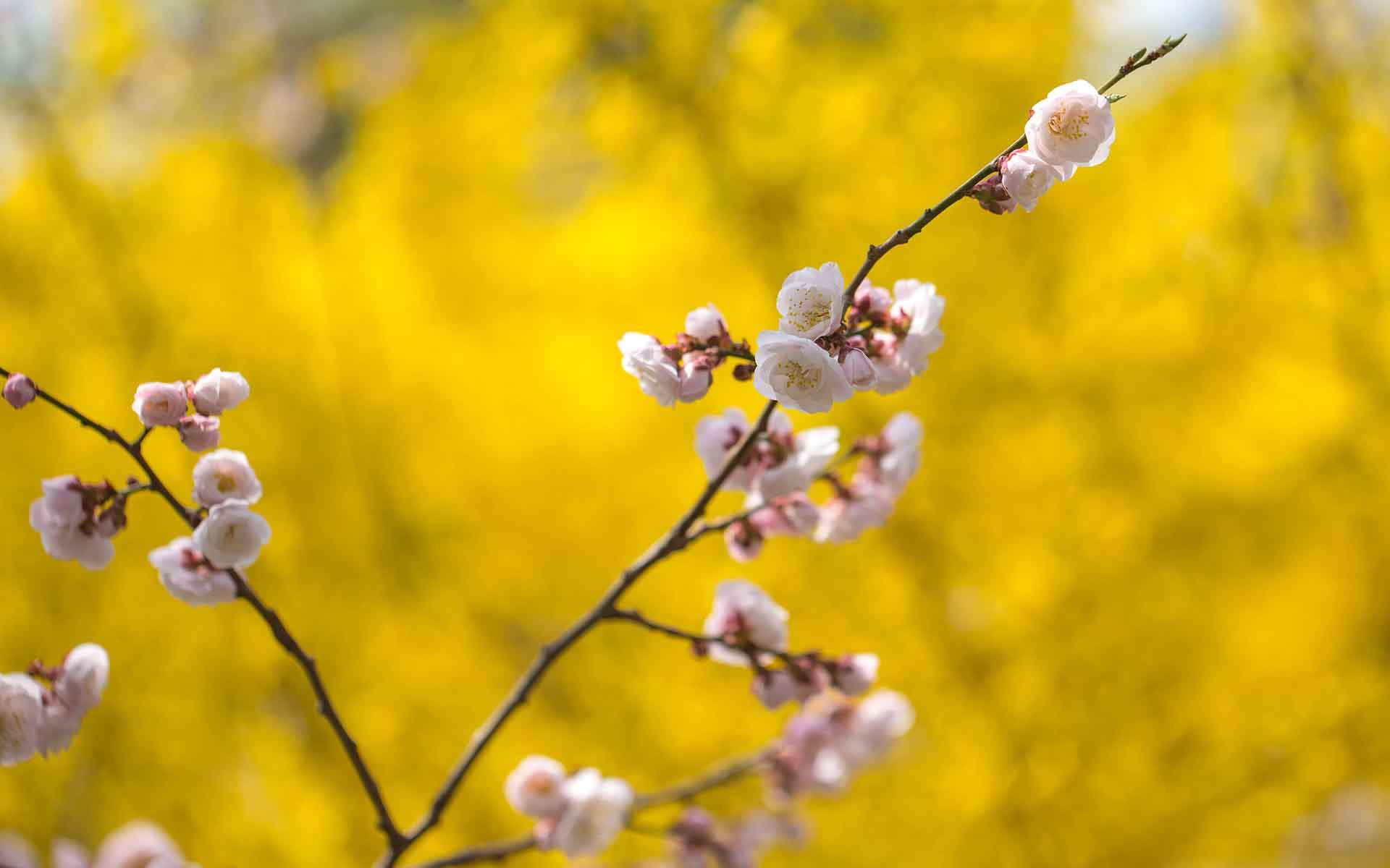 阳春三月绽放的梅花 高清梅花摄影图片欣赏图片