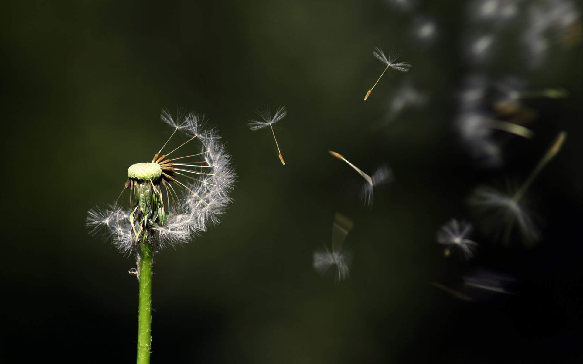 电脑壁纸图片