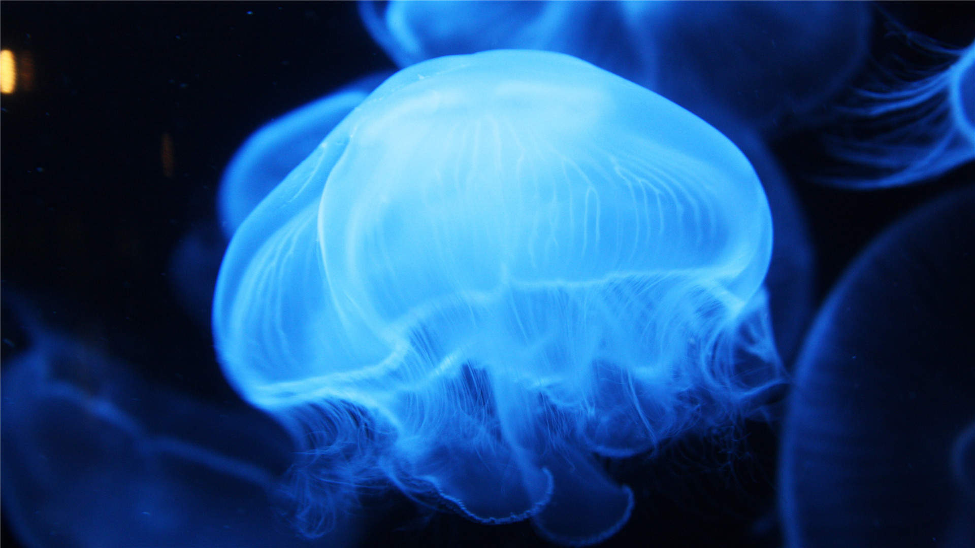 梦幻海洋生物水母高清手机壁纸图片